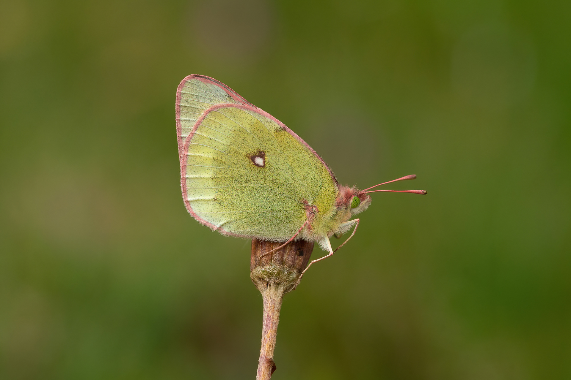 Mountain Clouded Yellow - Switzerland
