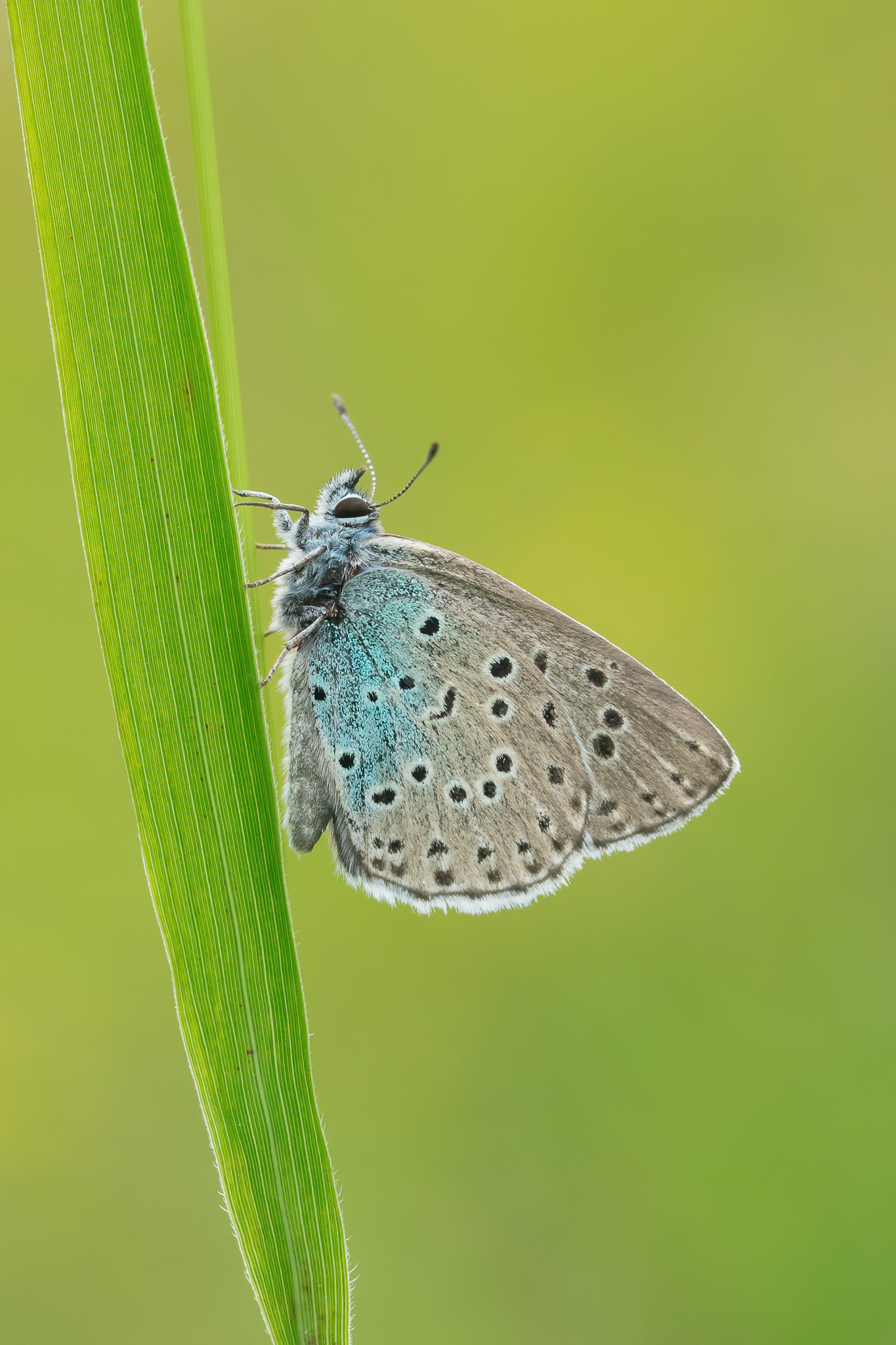 Large Blue - Rodborough Common