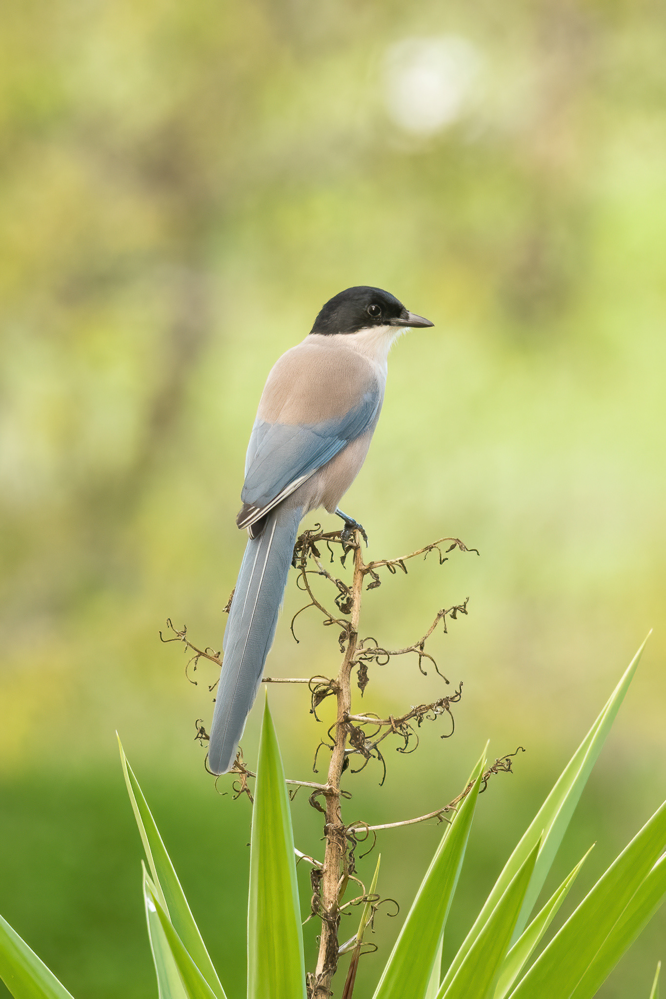Azure Magpie - Alvor, Portugal