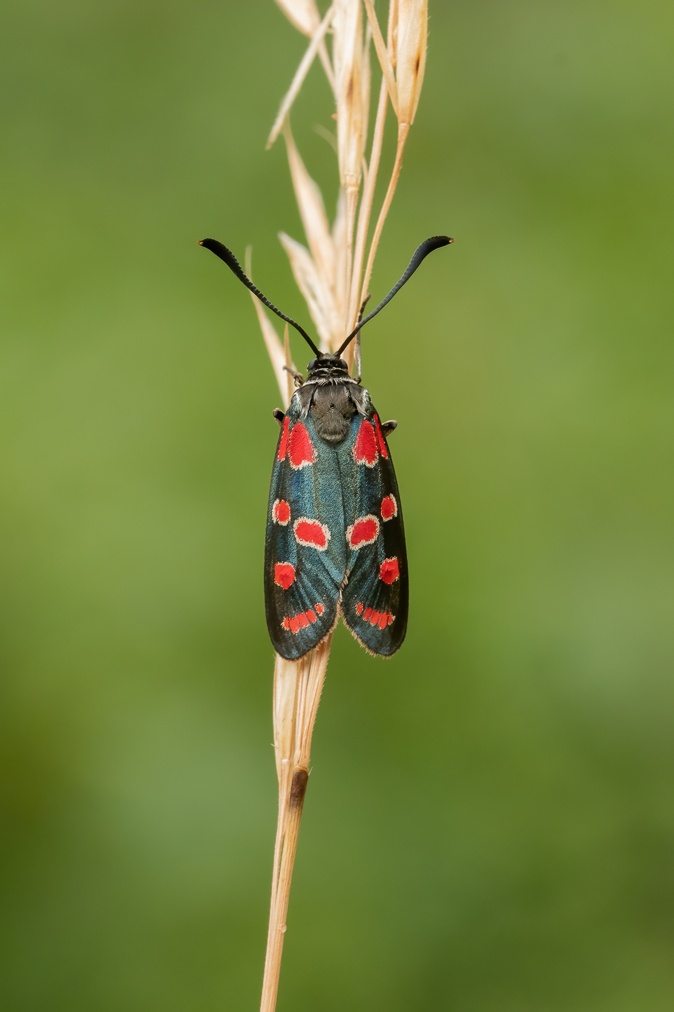Crepuscular Burnet Moth - Italy