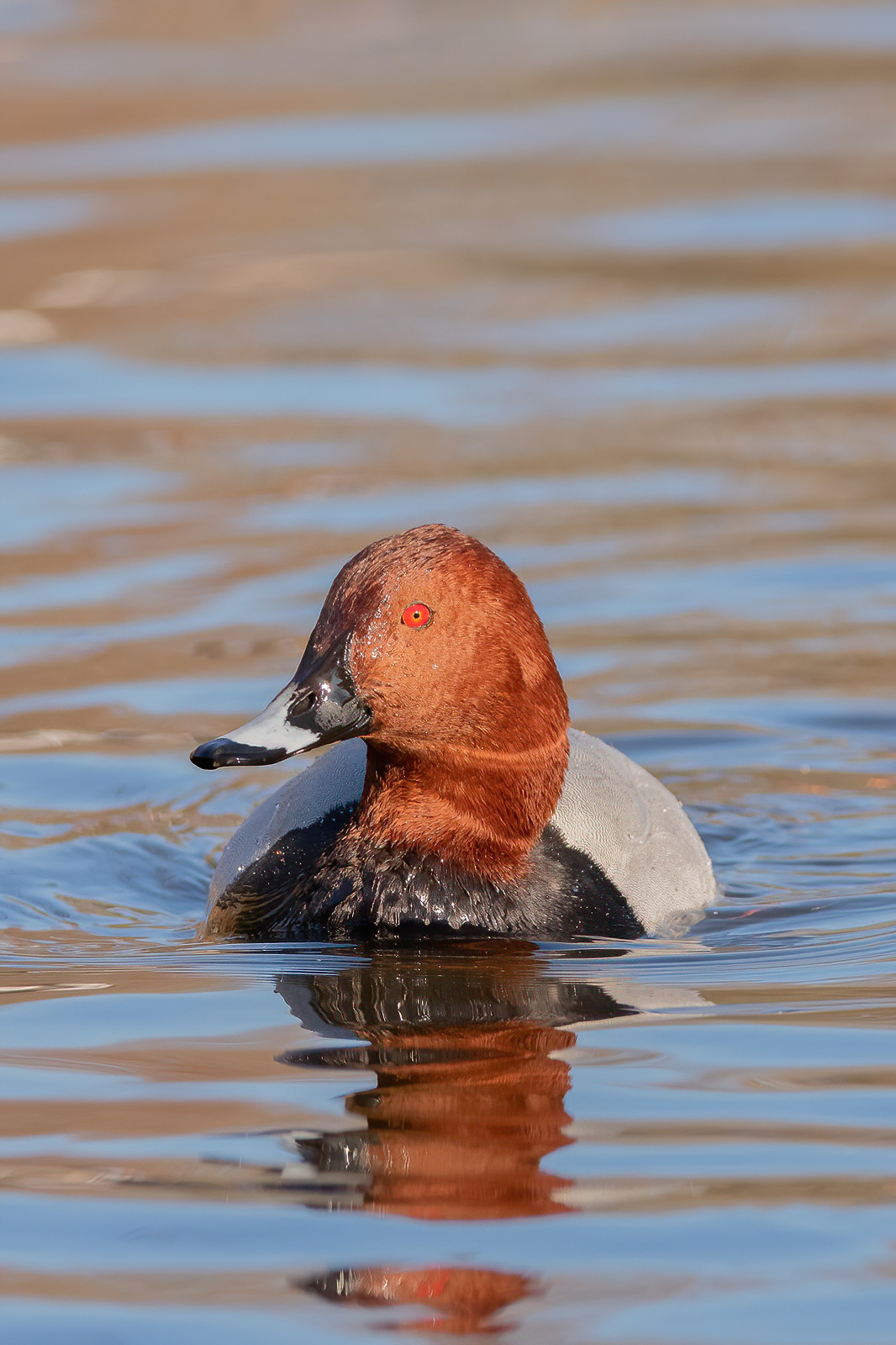 Pochard - St James's Park