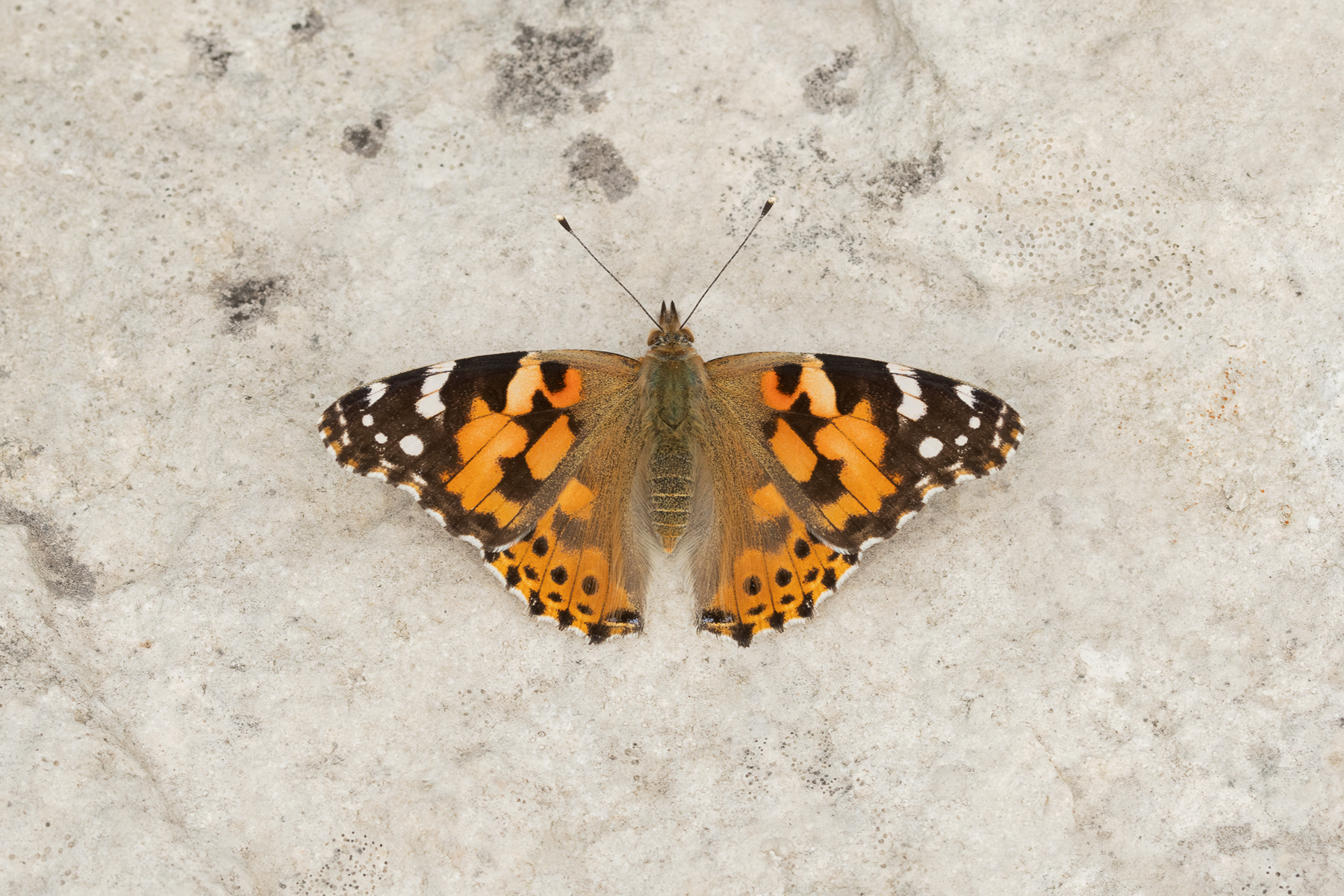 Painted Lady - Tout Quarry