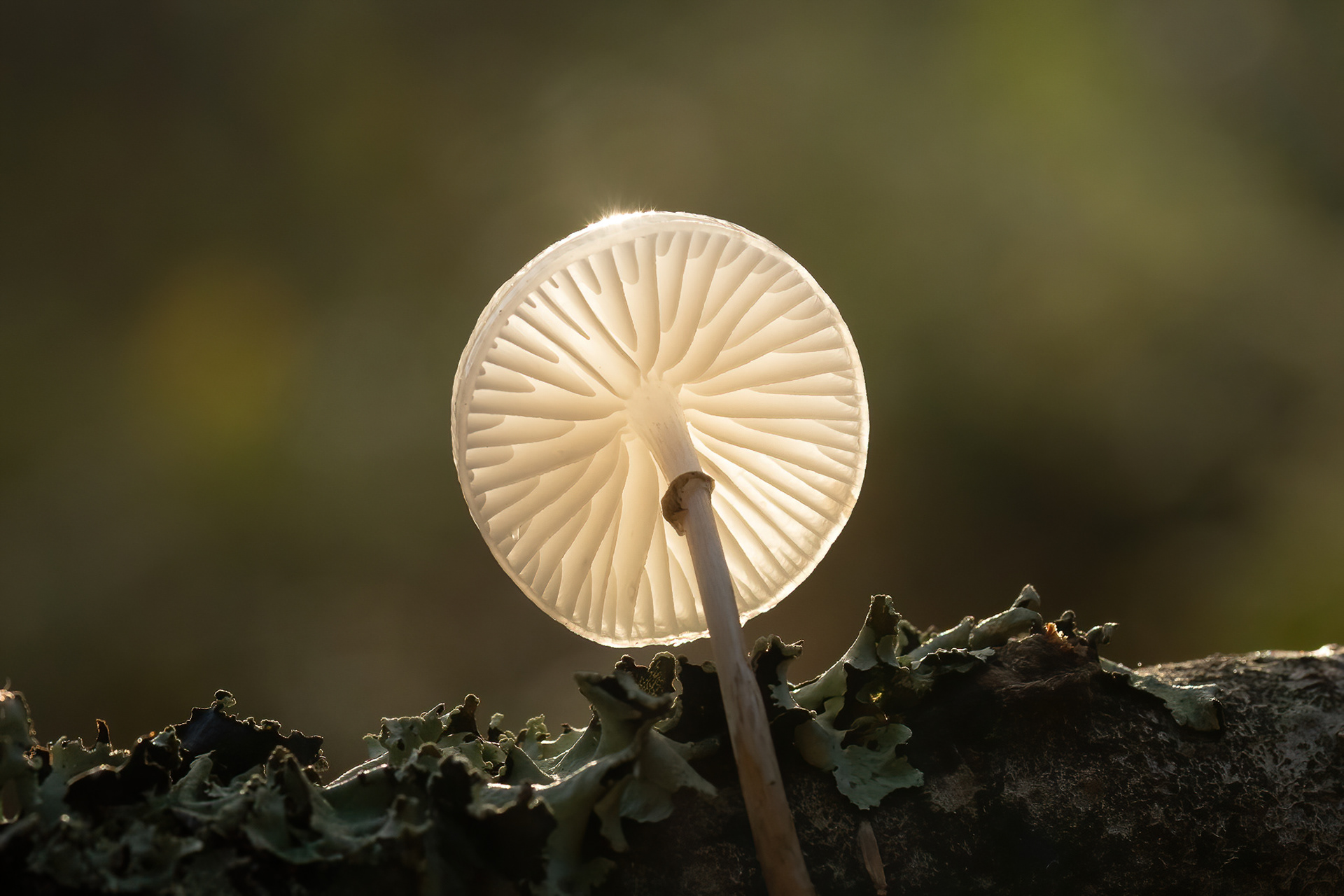 Porcelain Mushroom - New Forest
