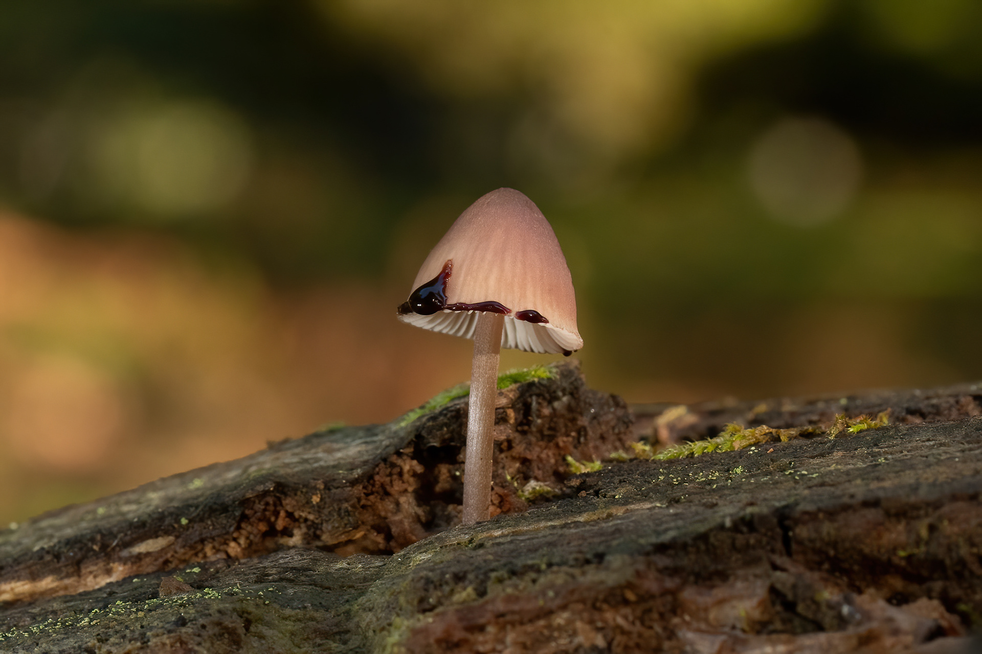 Burgundydrop Bonnet - New Forest