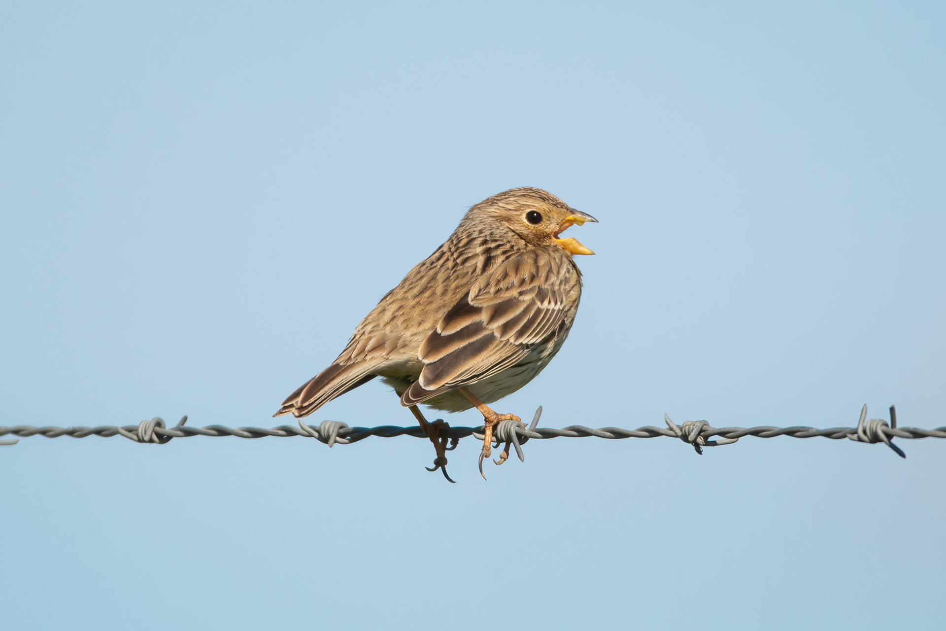 Corn Bunting - Dover