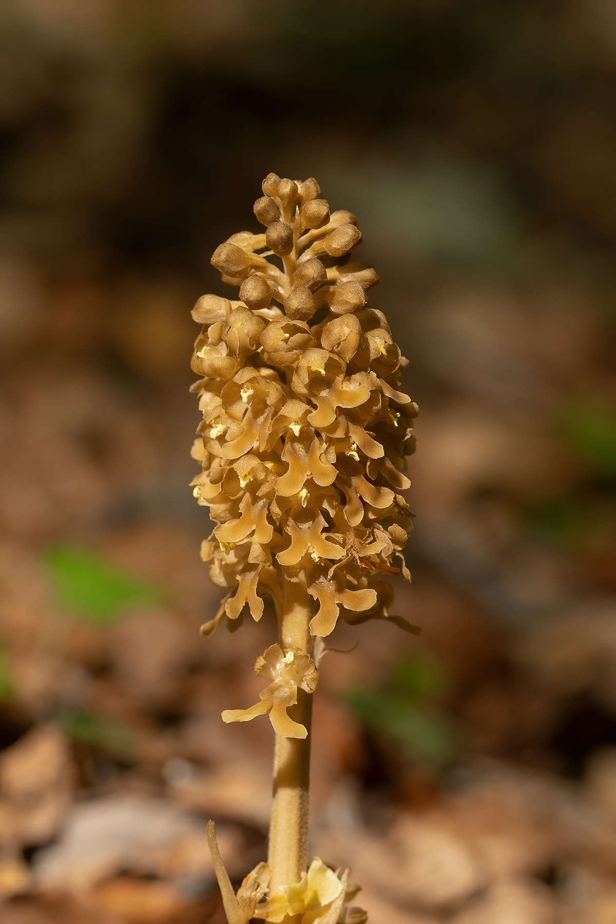 Bird's Nest Orchid - Mickleham