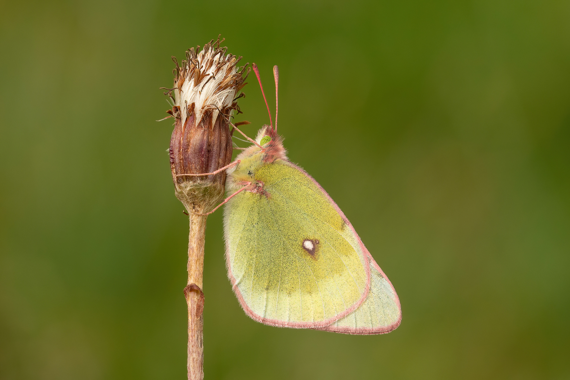 Mountain Clouded Yellow - Switzerland