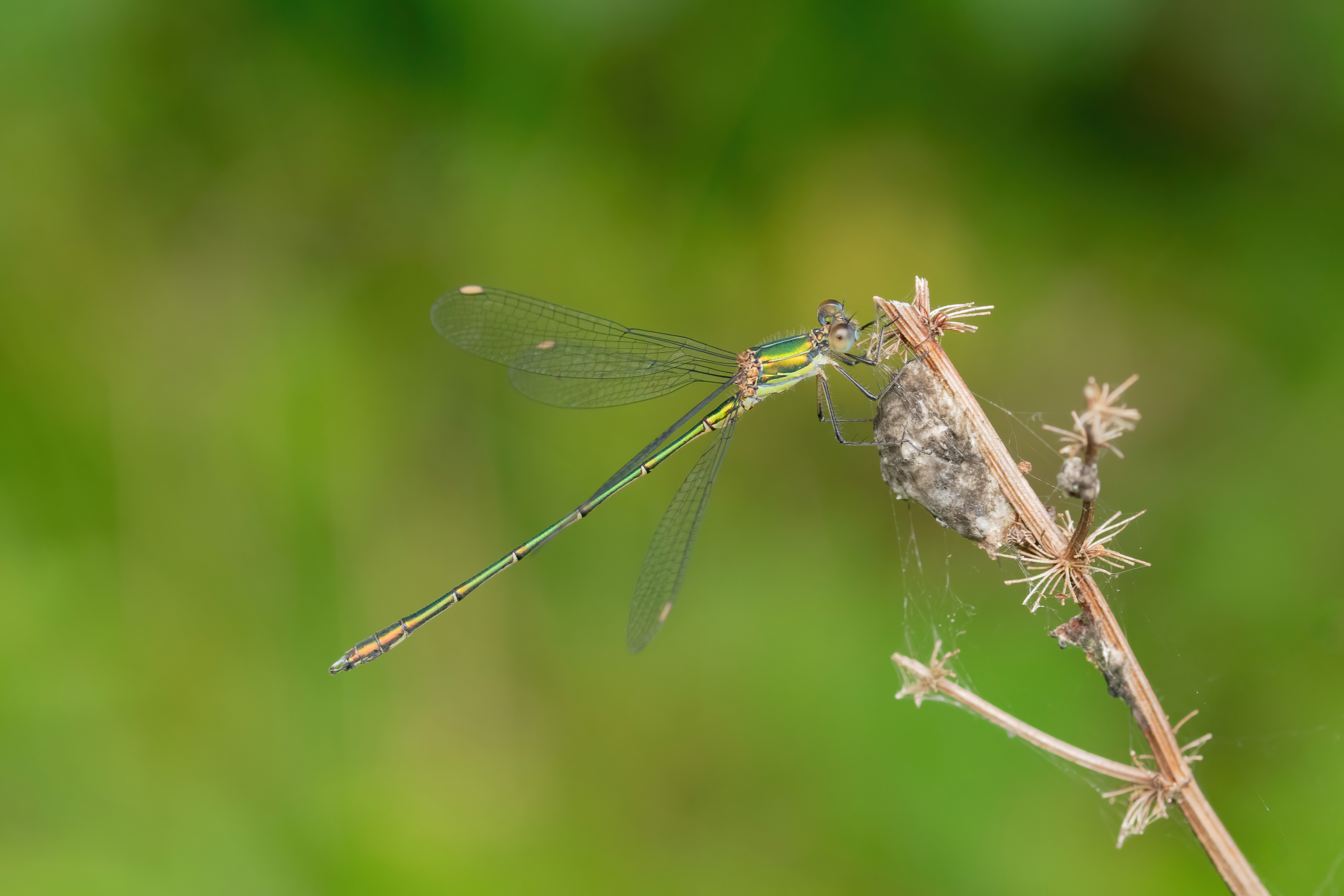 Willow Emerald (male) - Broadwater Warren