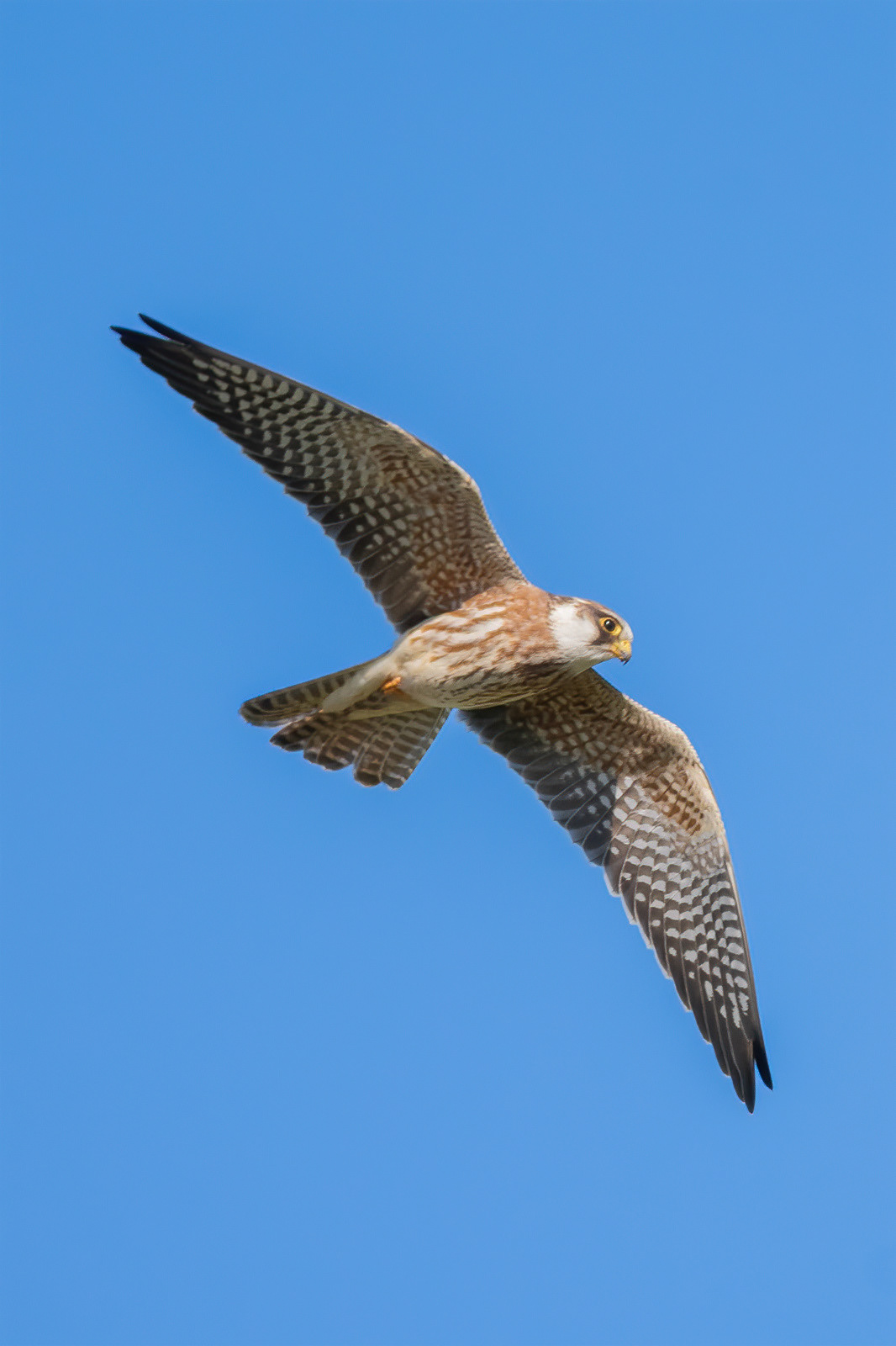 Red-footed Falcon - Elmley
