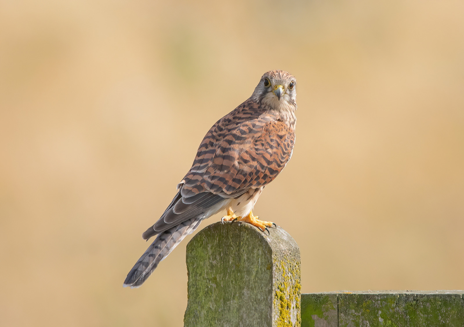 Kestrel - Elmley