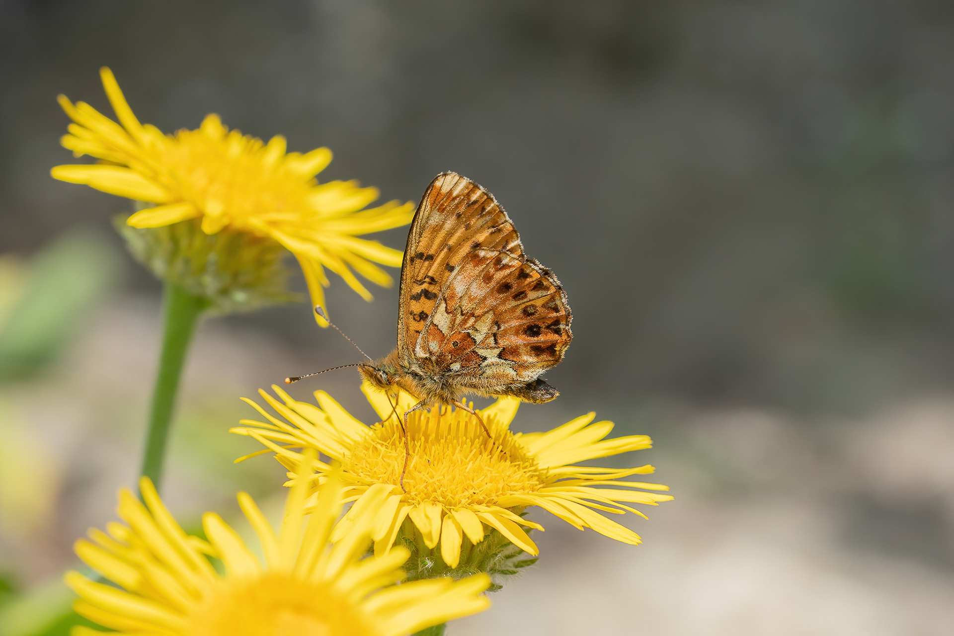 Titania's Fritillary - Italy