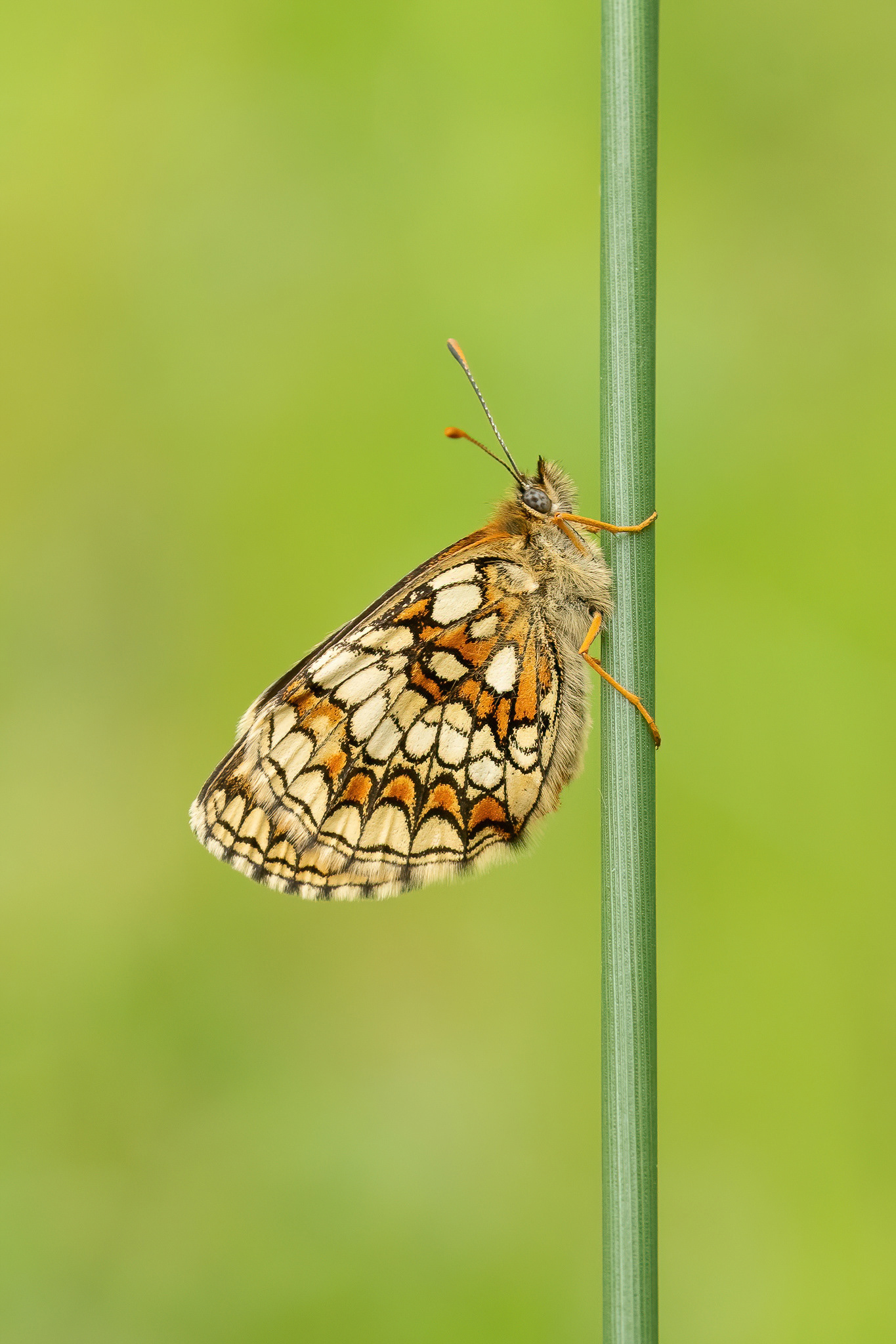 Heath Fritillary - East Blean Woods