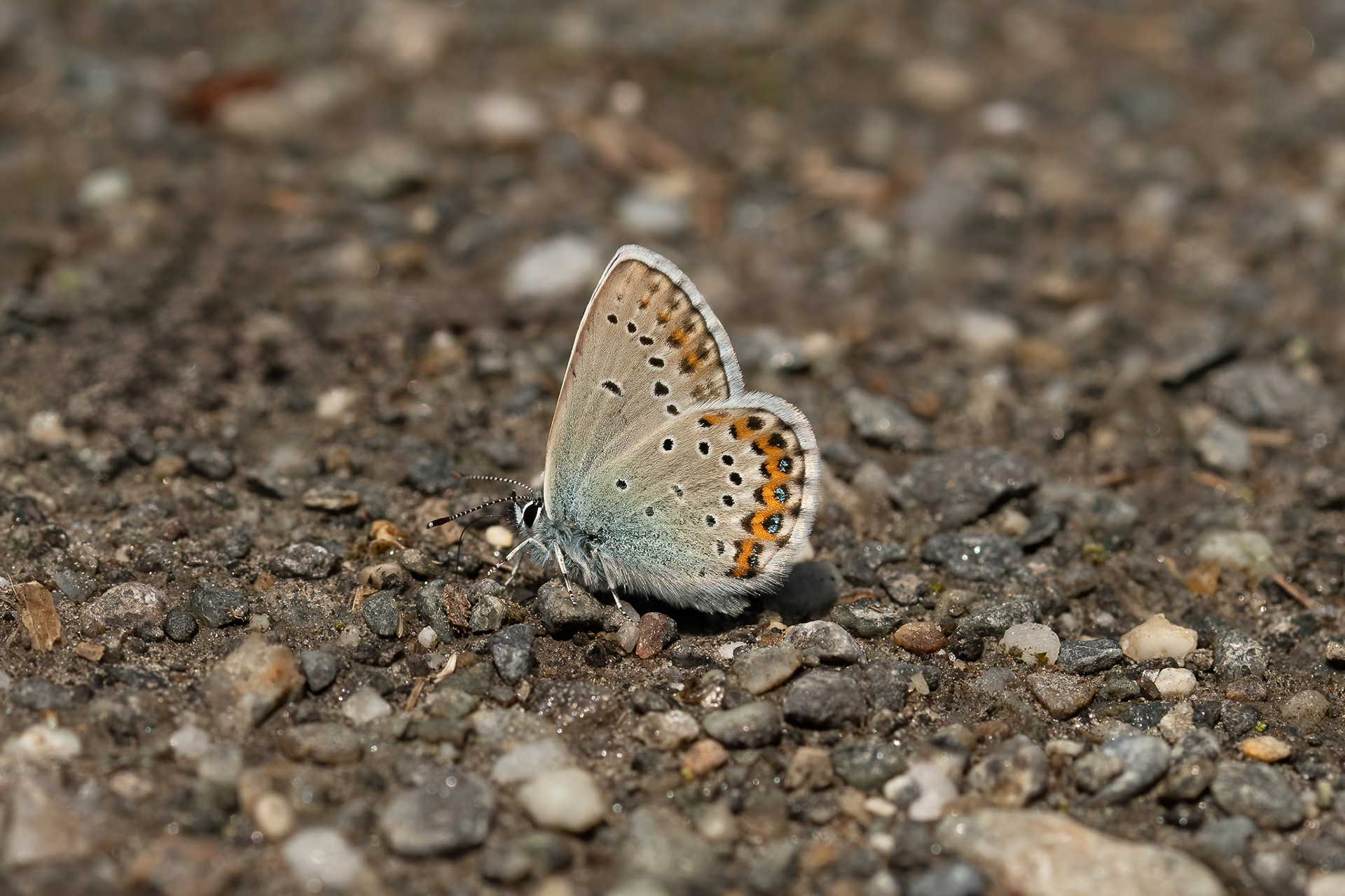 Idas Blue - Switzerland