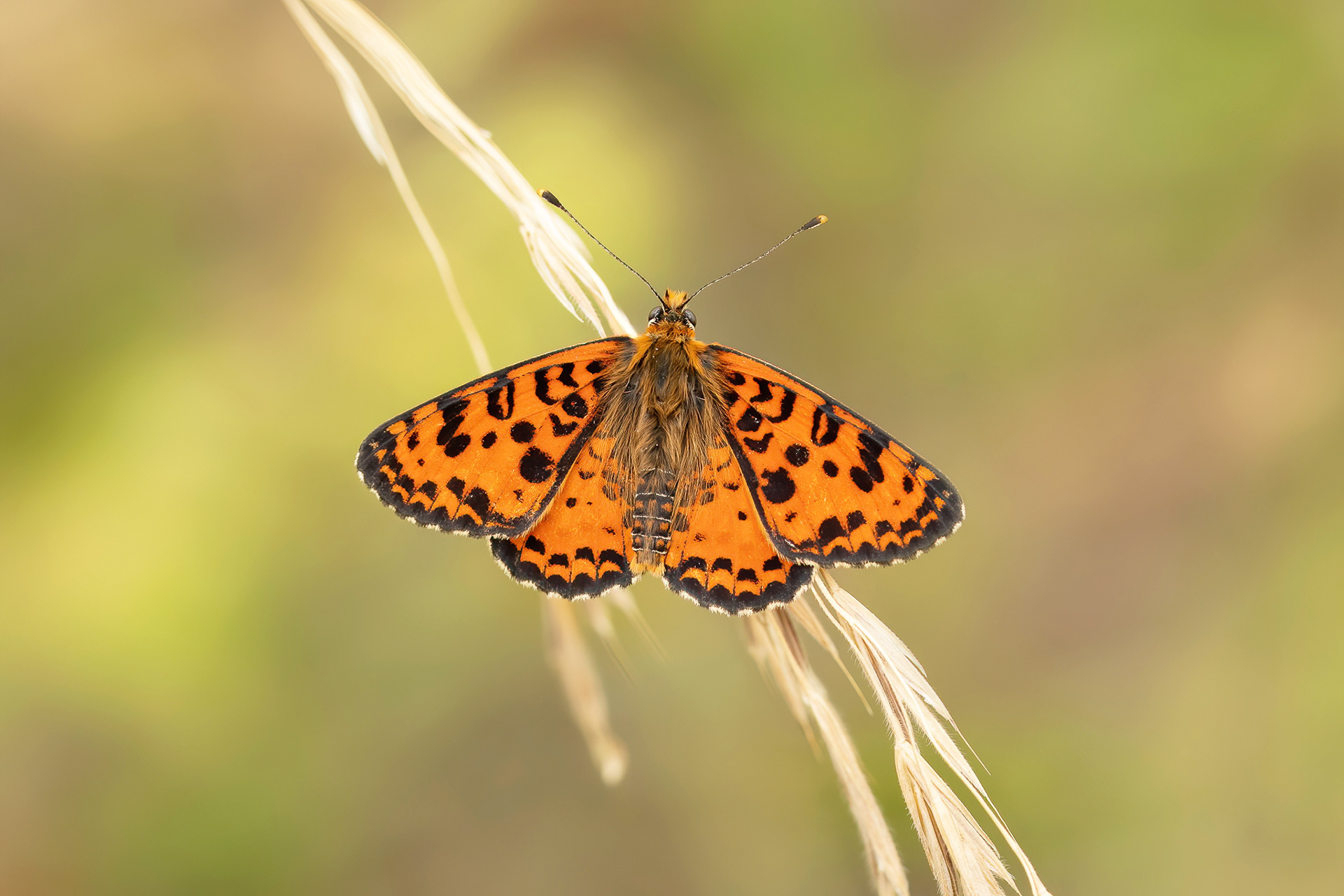 Spotted Fritillary - Italy