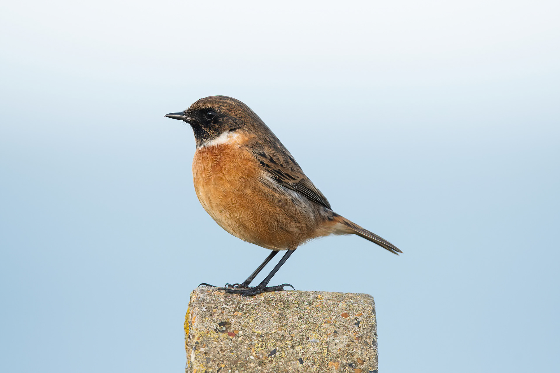 Stonechat - Palm Tree Bay
