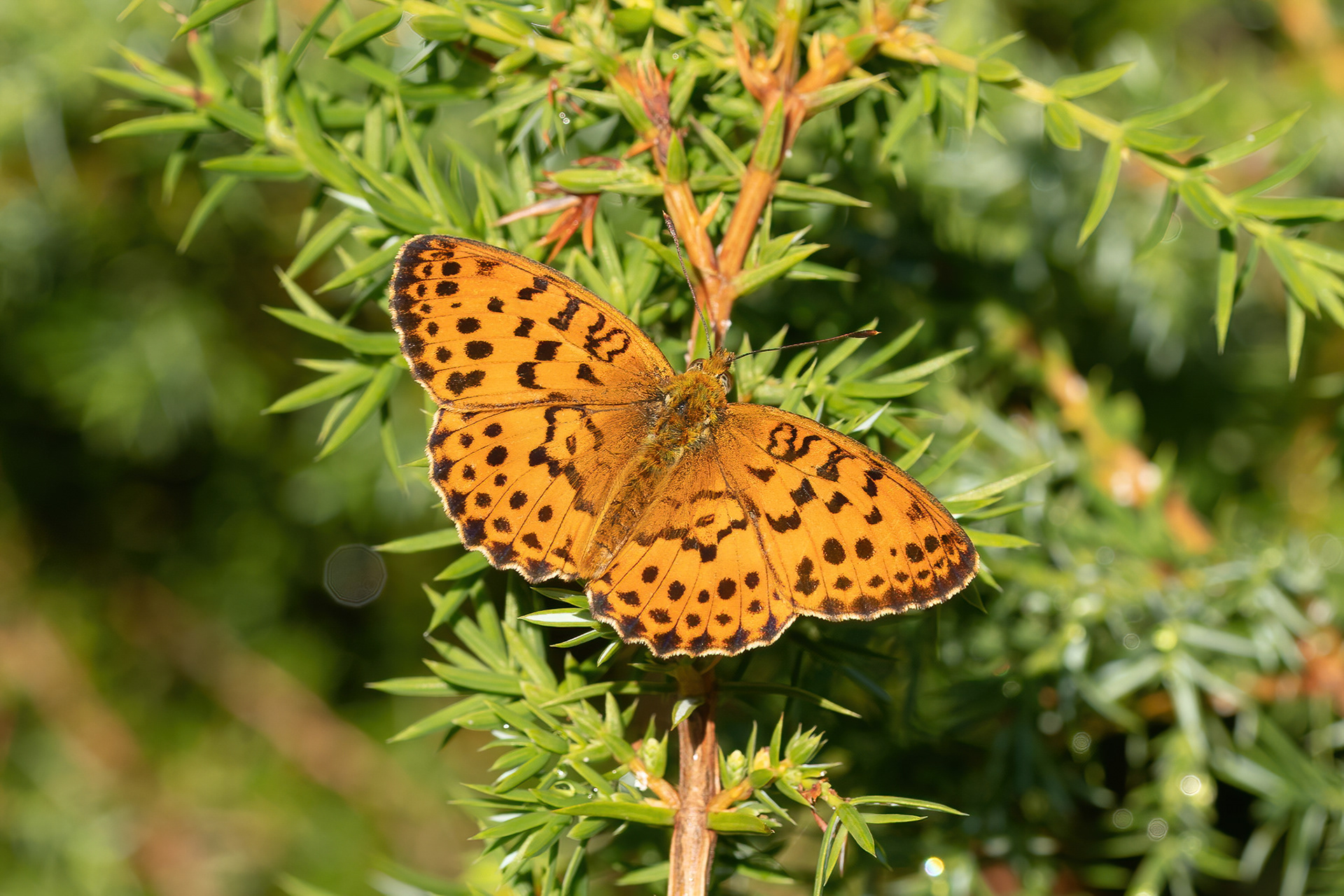 Marbled Fritillary - Italy