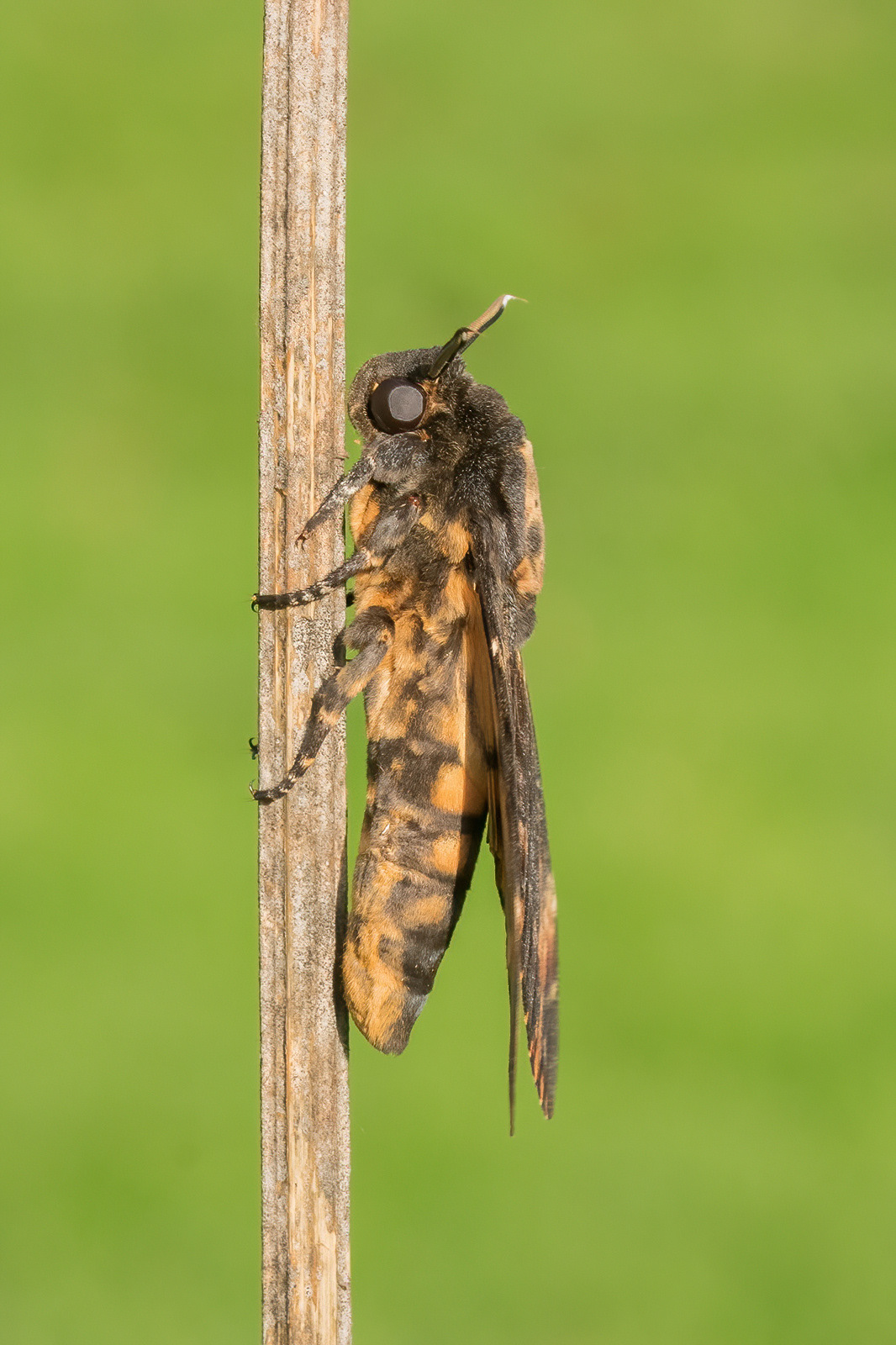 Deathshead Hawk Moth - Captive