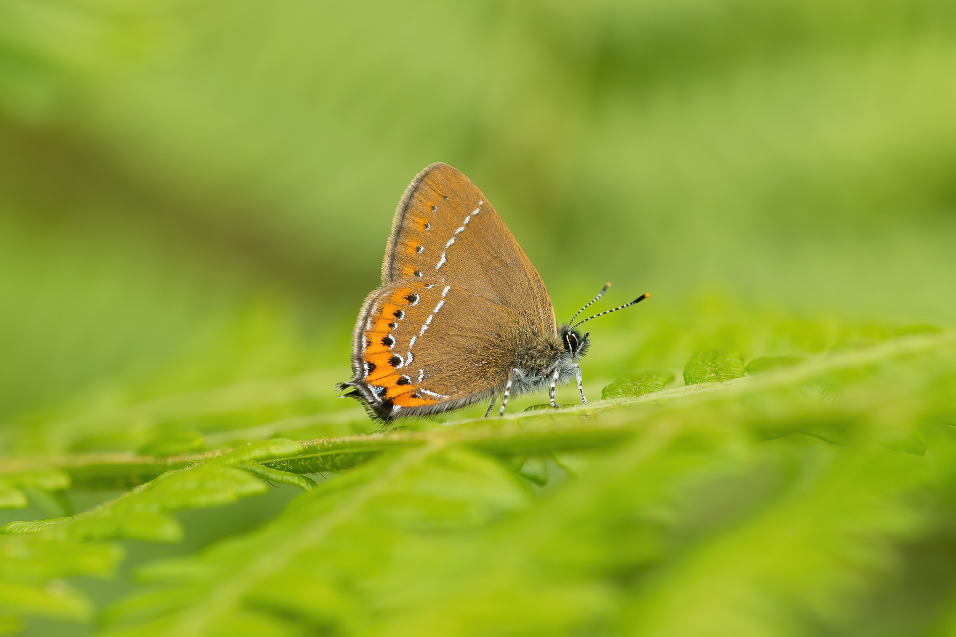 Black Hairstreak - Ditchling Common