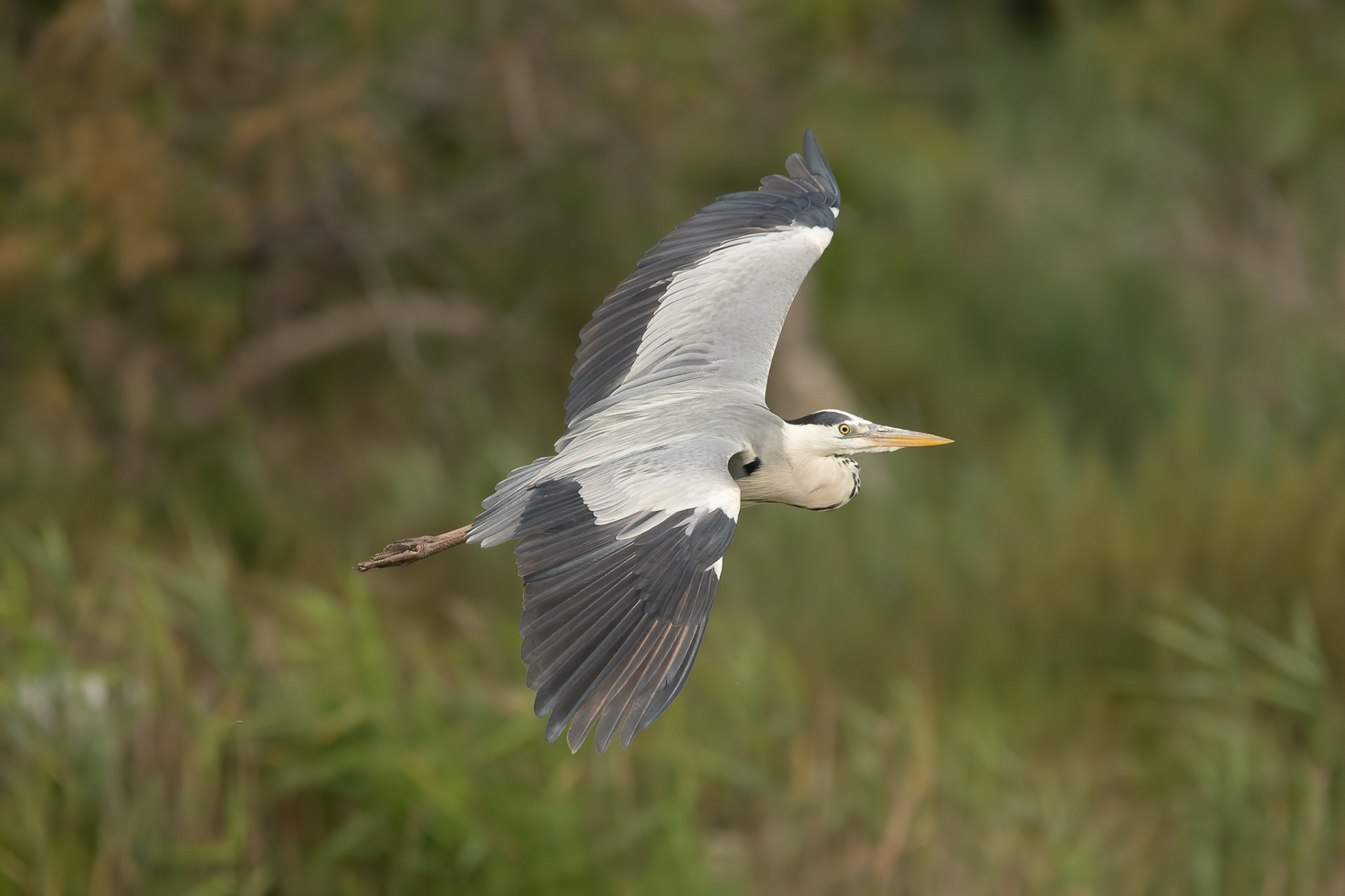 Grey Heron - Camargue, France