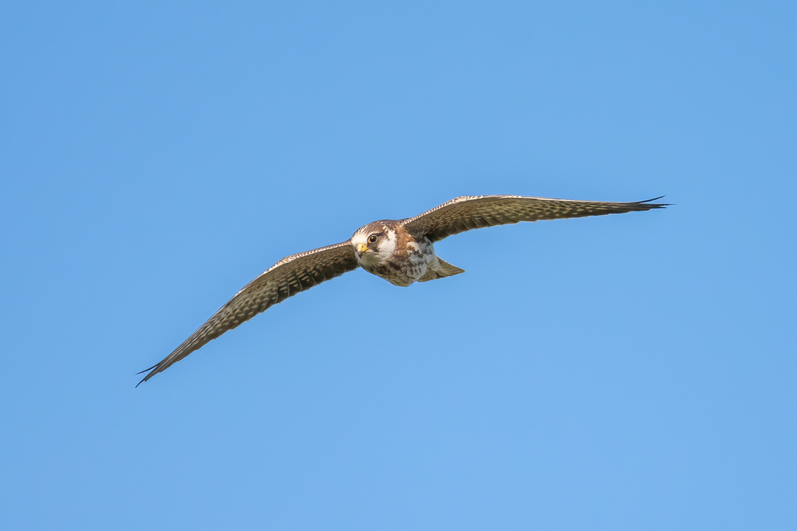Red-footed Falcon - Elmley
