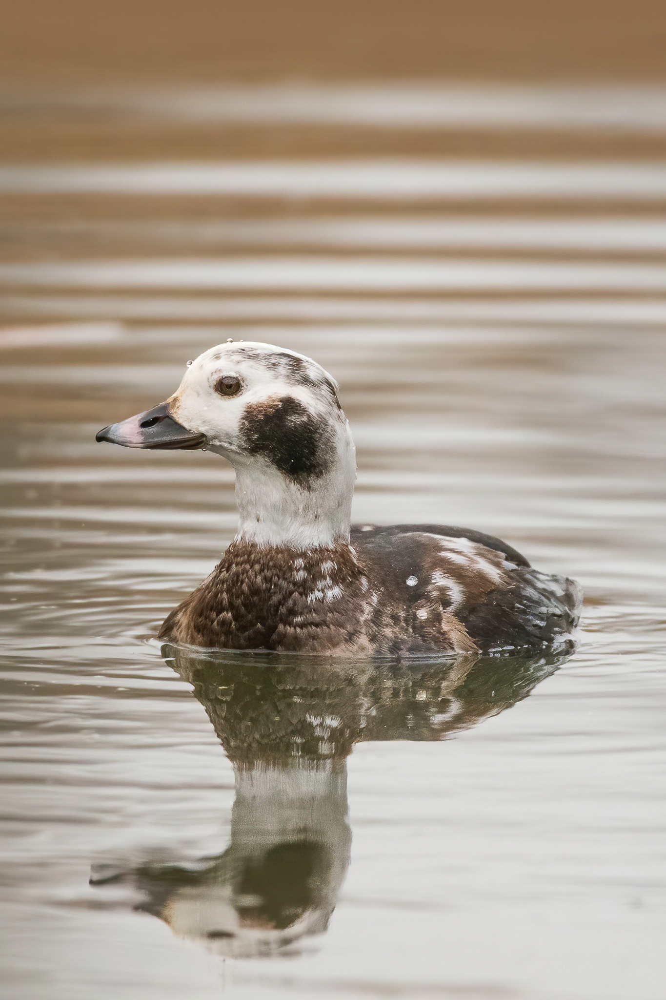 Long-tailed Duck - Pegwell Bay