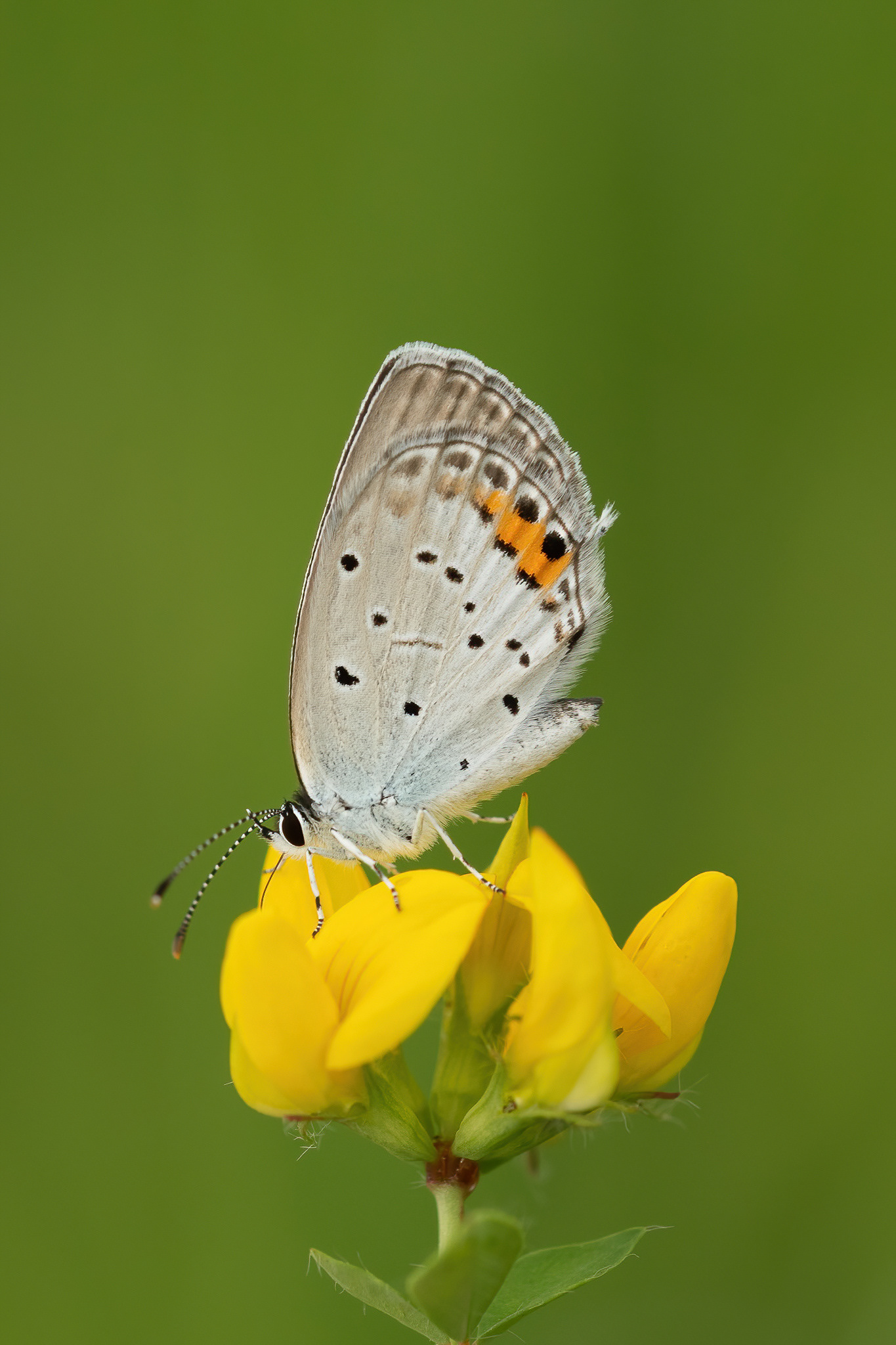 Short-tailed Blue - Italy