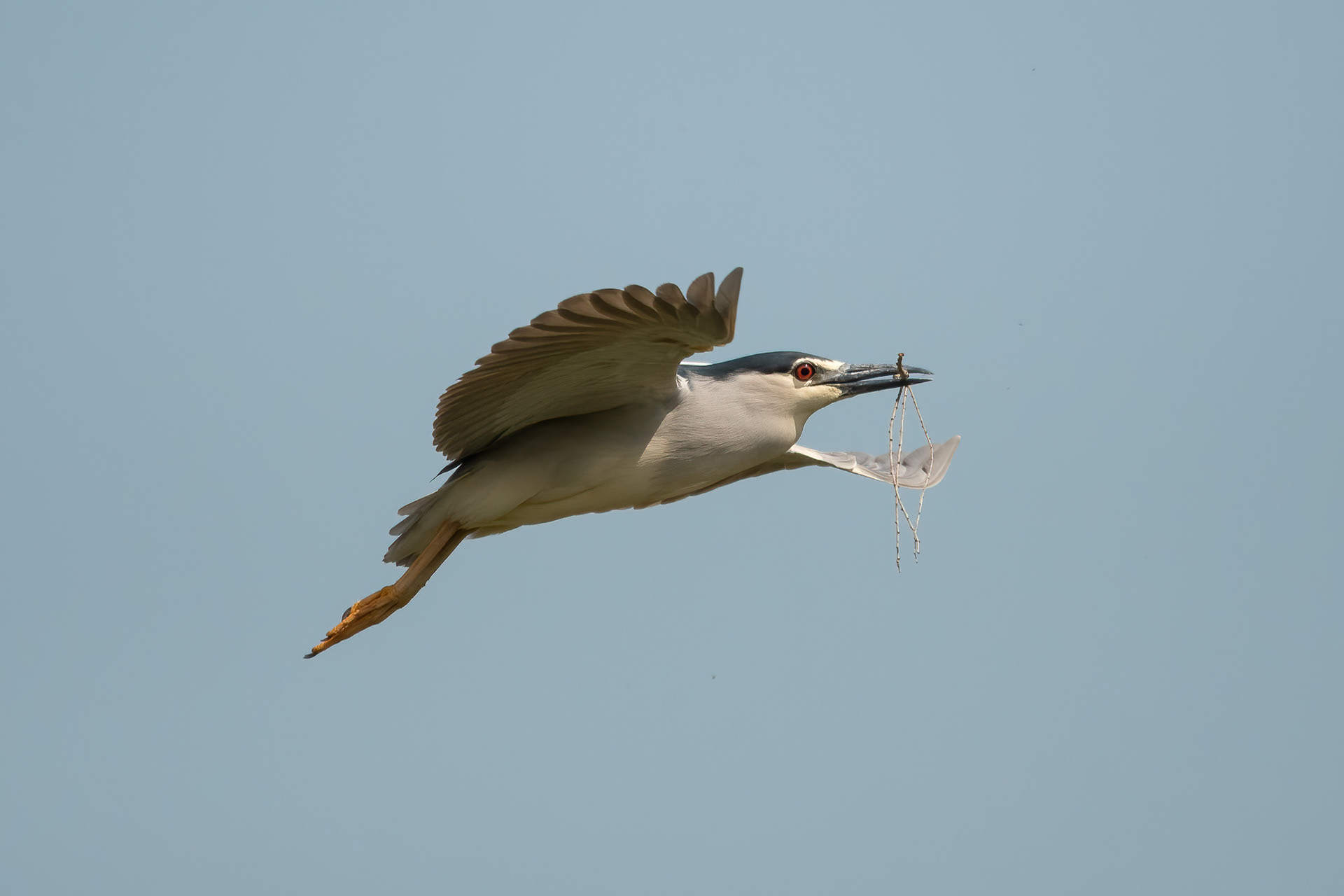 Black-crowned Night Heron - Camargue, France