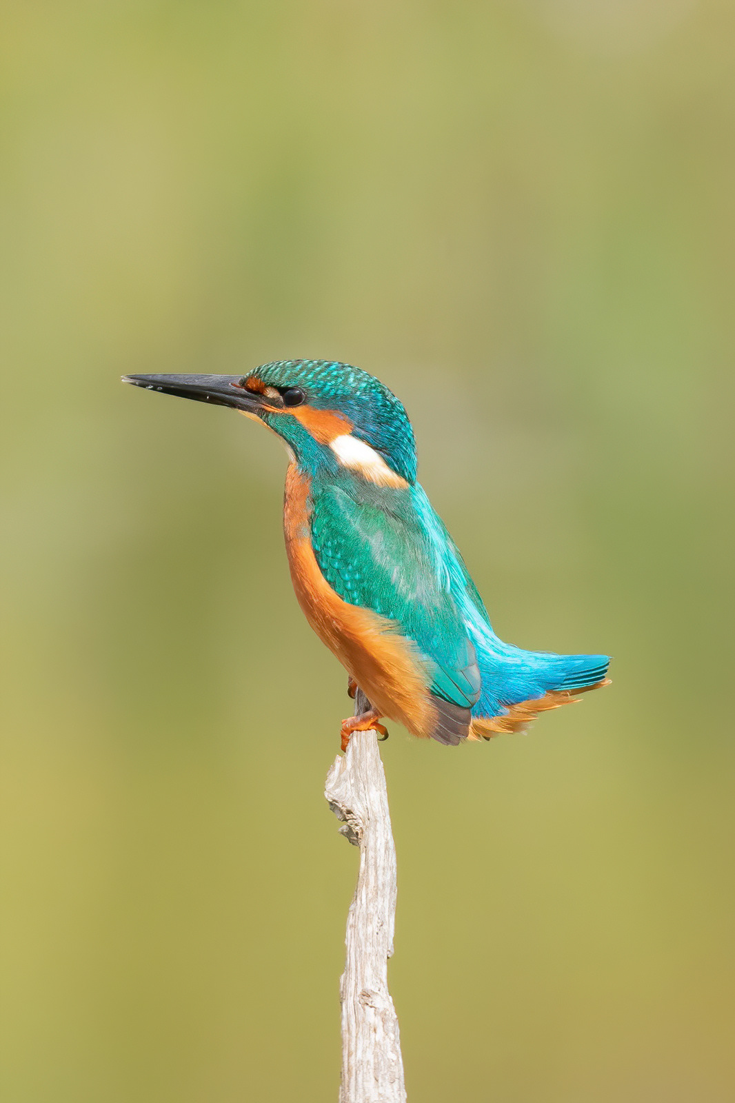 Kingfisher - Stodmarsh