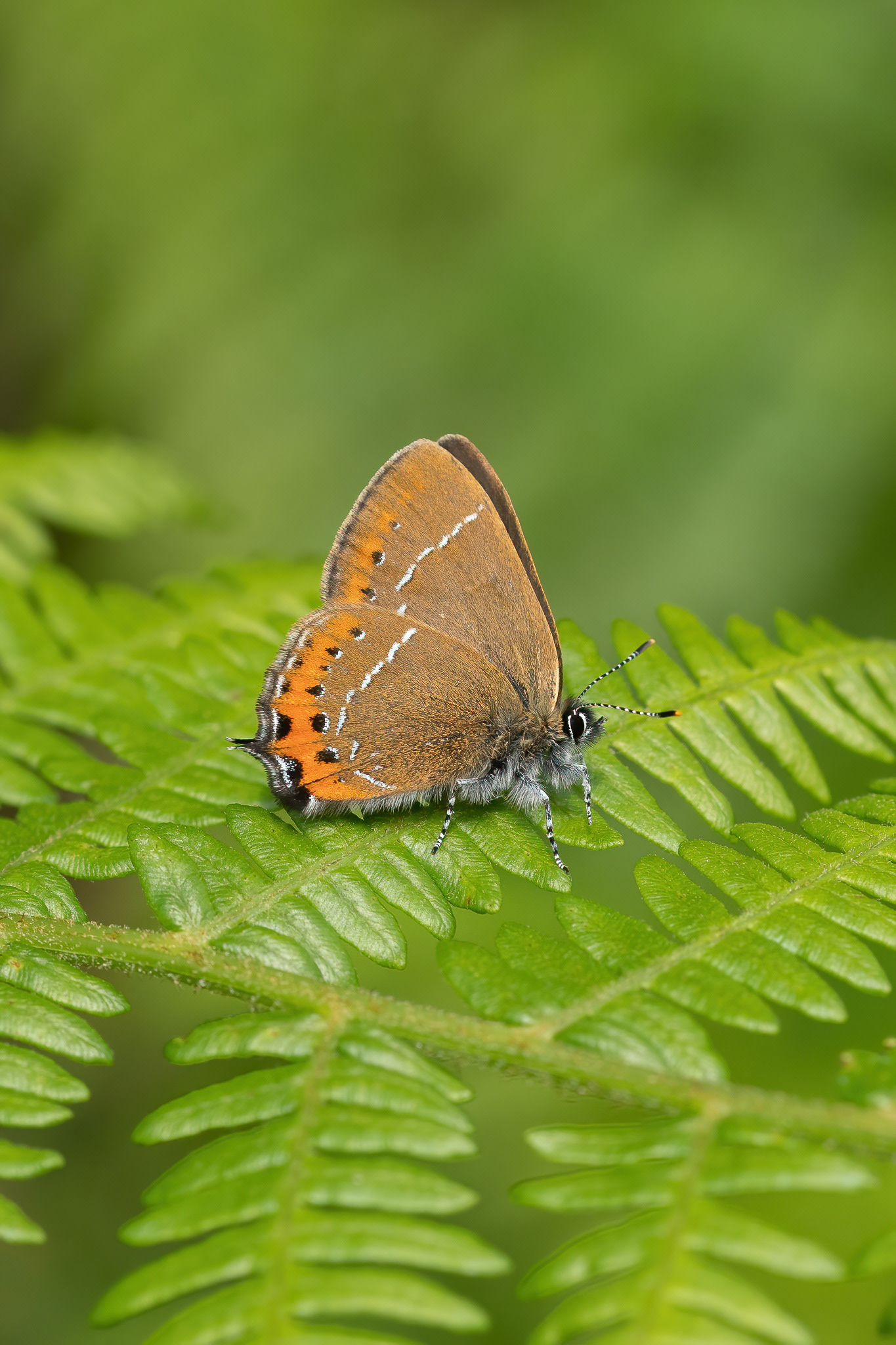 Black Hairstreak - Ditchling Common