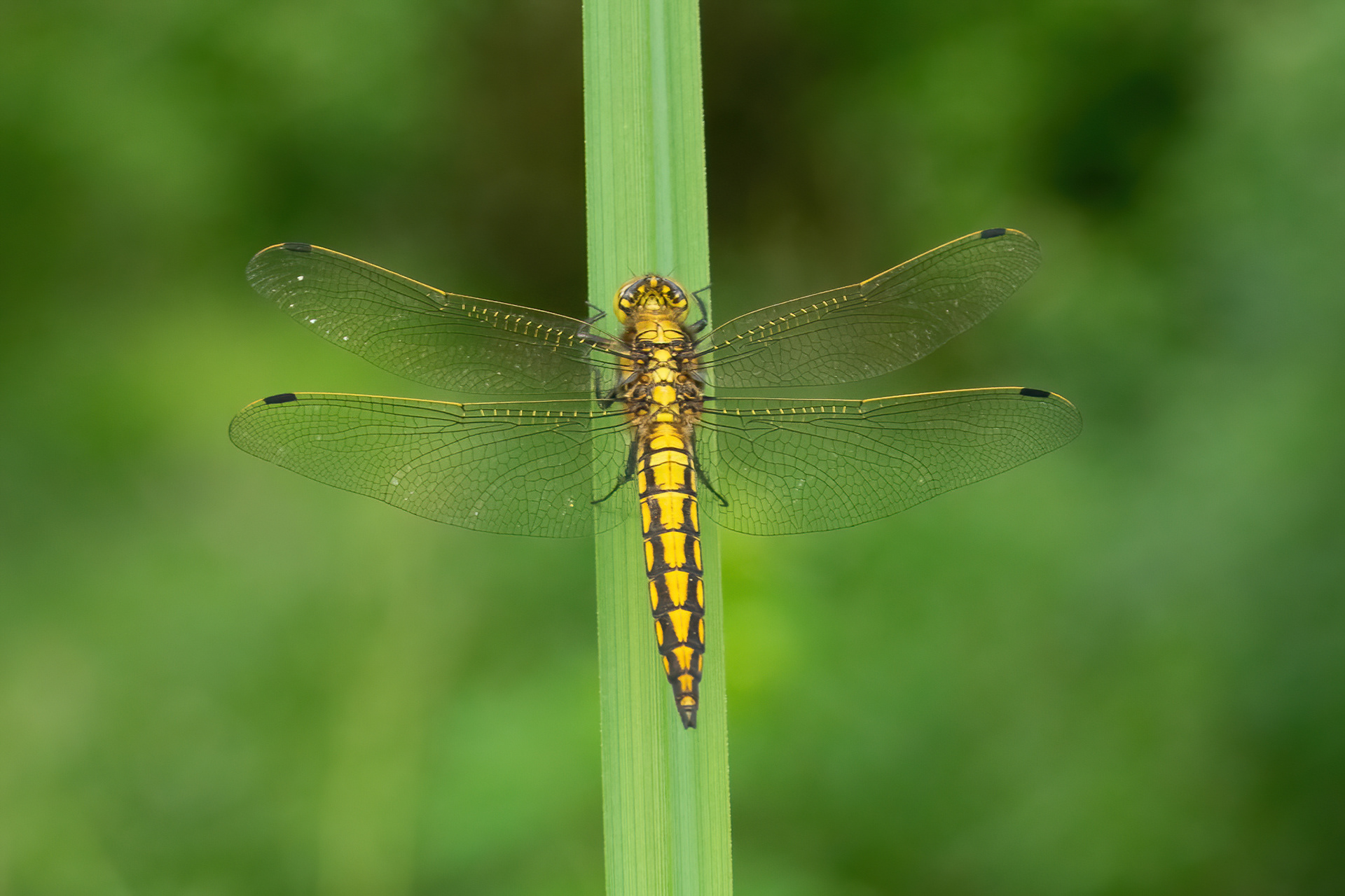 Black-tailed Skimmer (female) -New Hythe