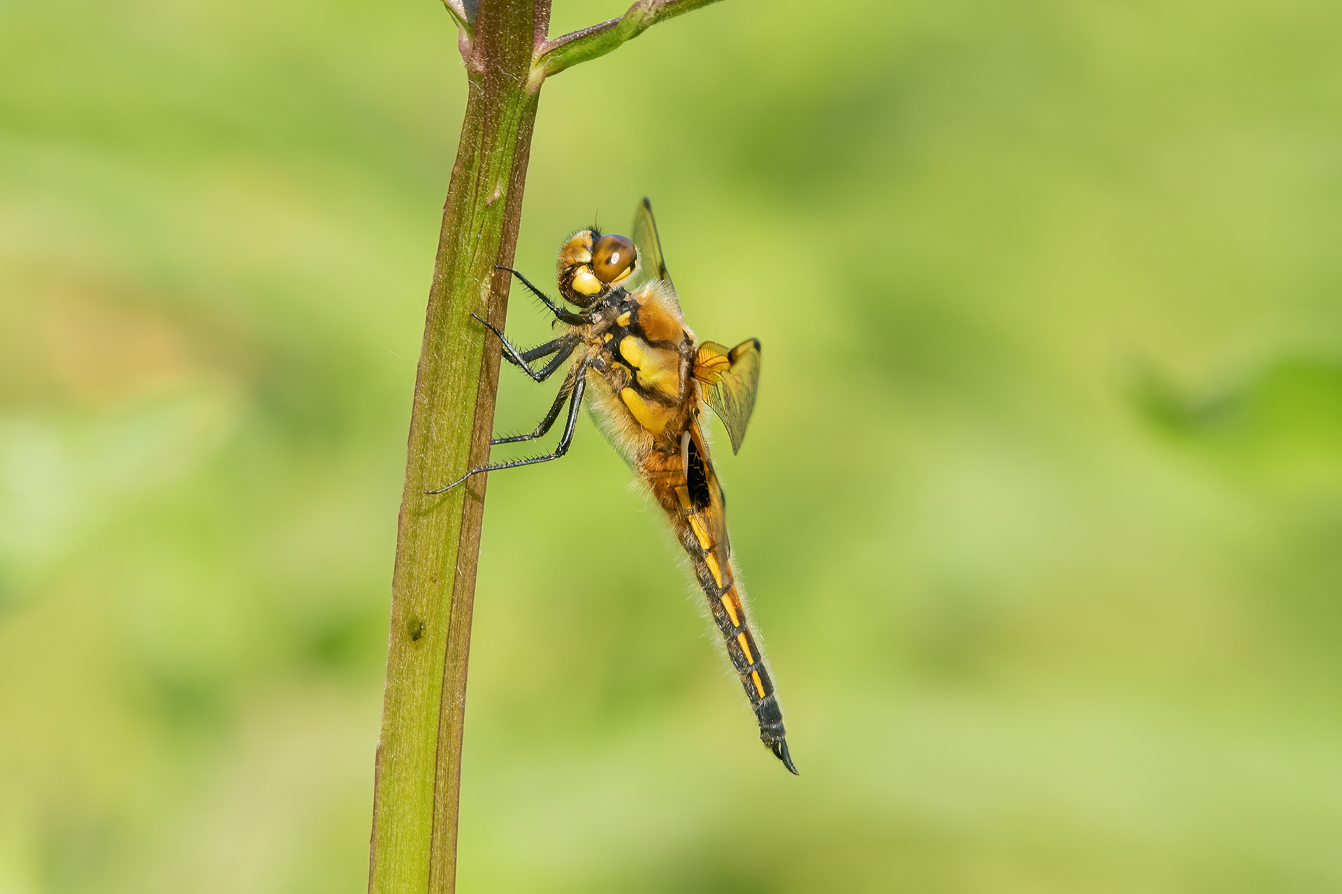 Four-spotted Chaser - New Hythe