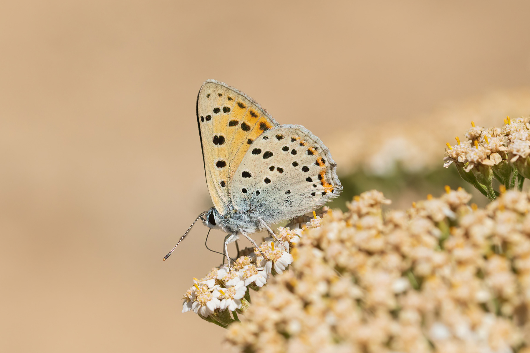 Purple-shot Copper - France
