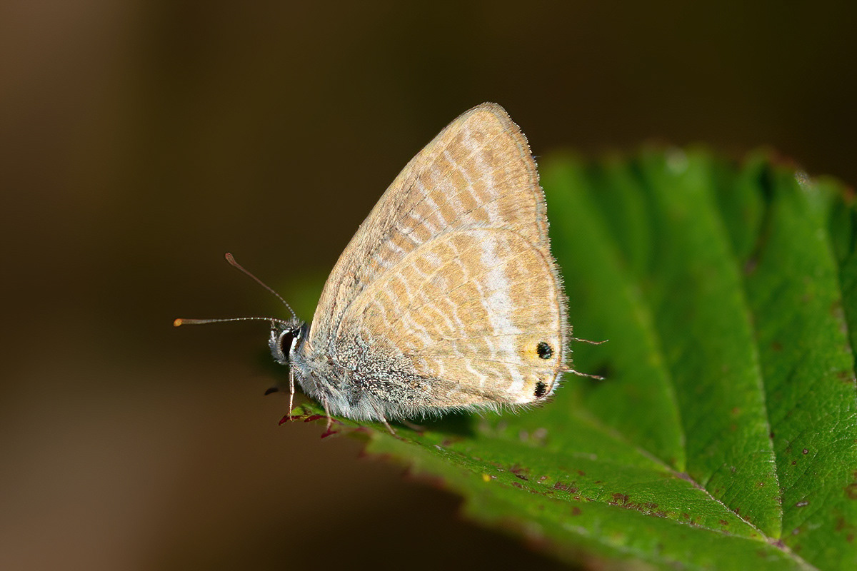 Long-tailed Blue - Whitehawk Hill