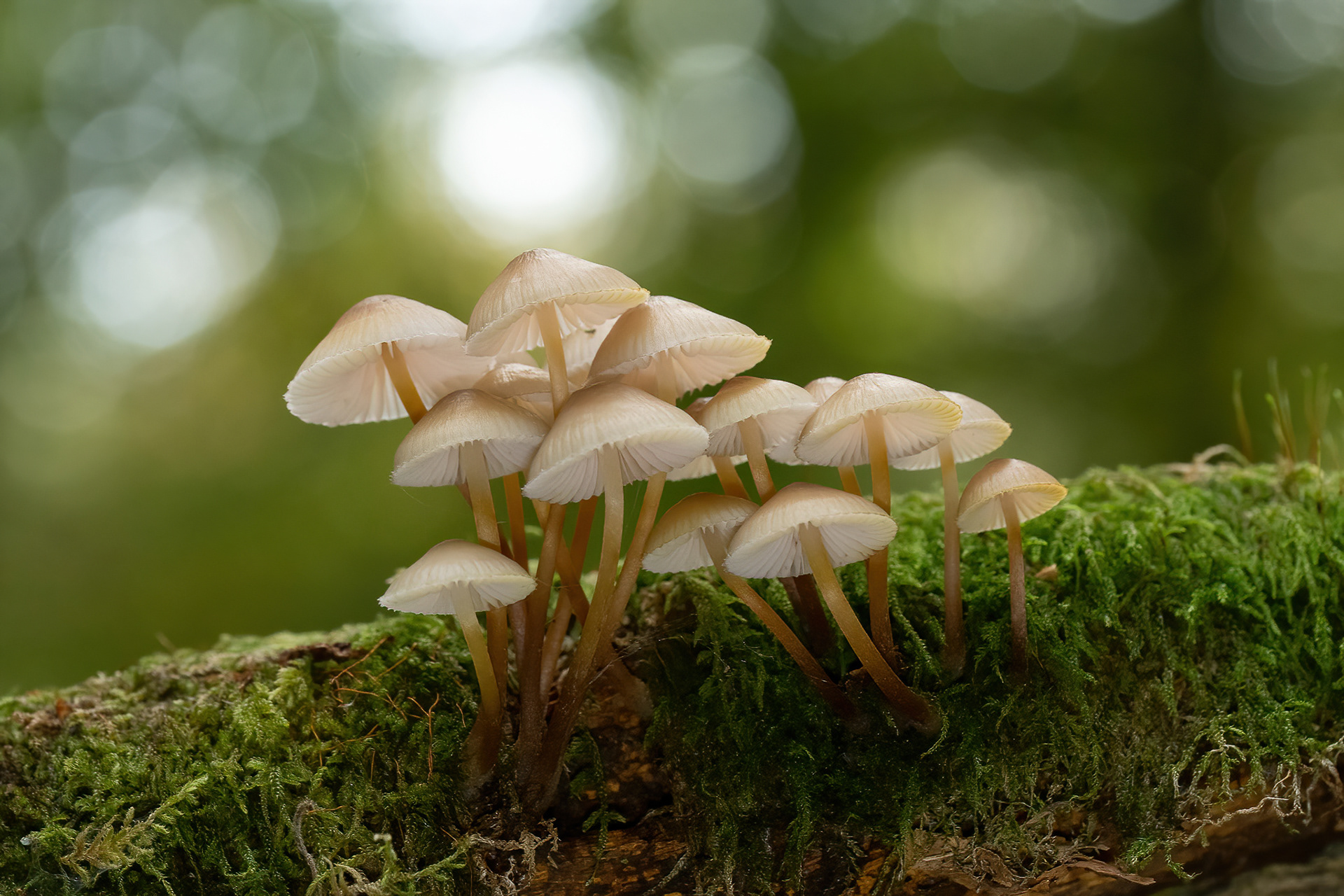 Clustered Bonnet - New Forest