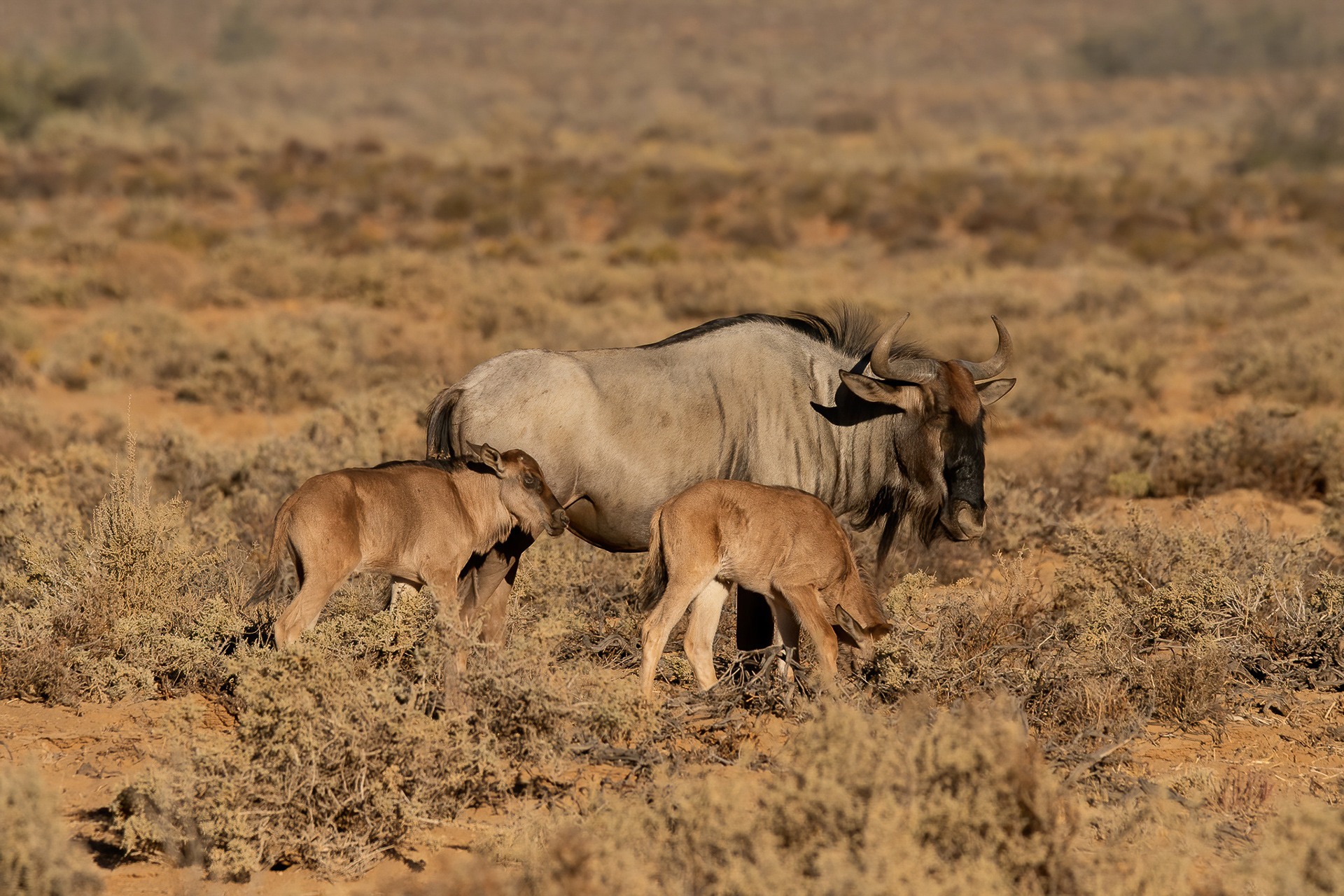Wildebeest - Inverdoorn
