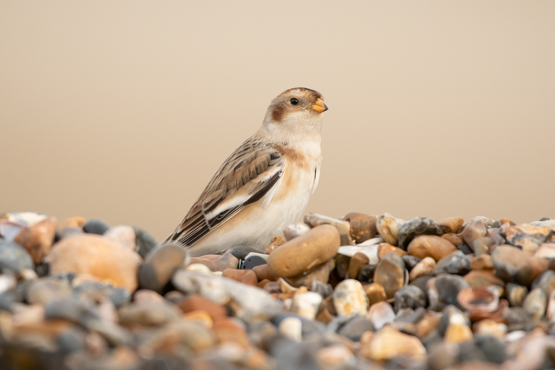 Snow Bunting - Minnis Bay