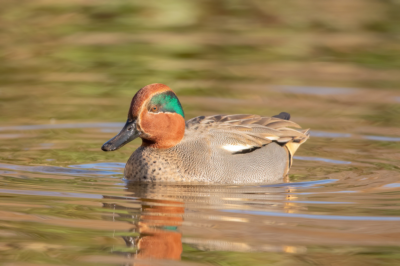 Teal - St James's Park