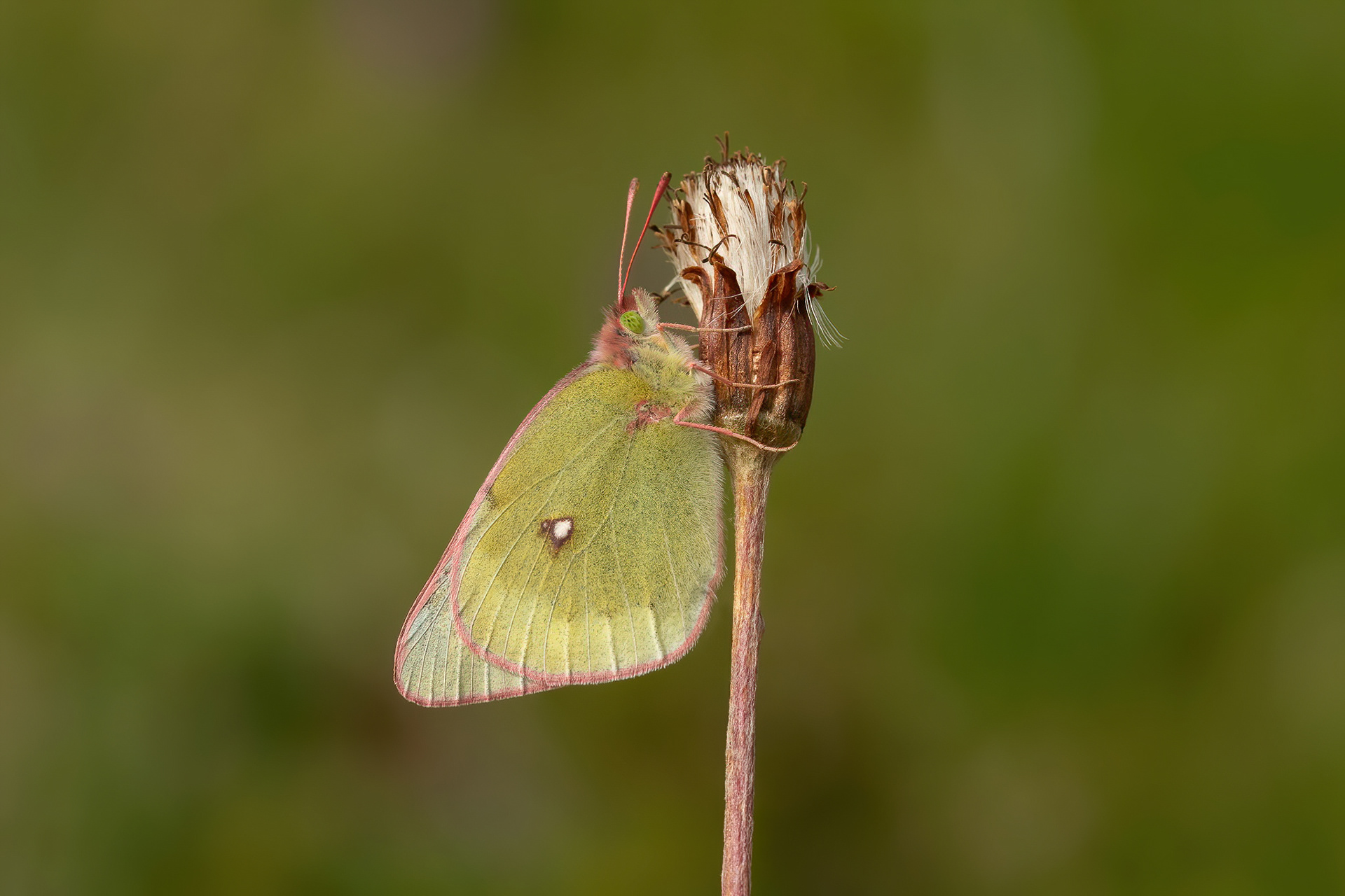 Mountain Clouded Yellow - Switzerland