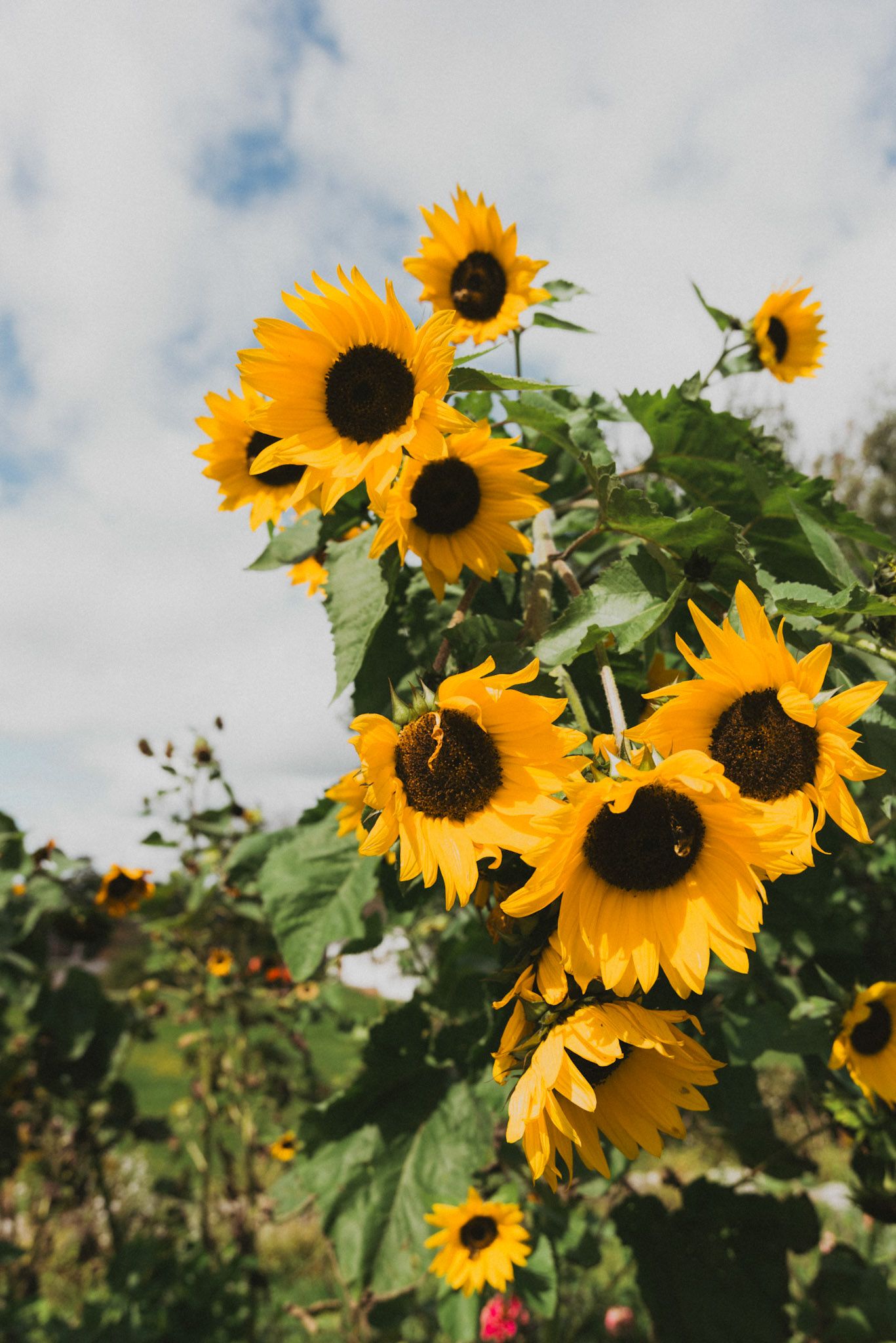 Sunflowers at Black Crow Bakery