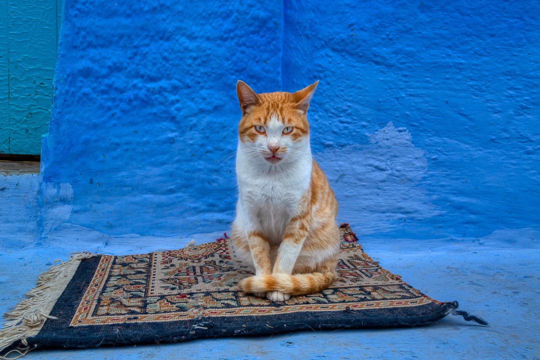 Cats of Morocco