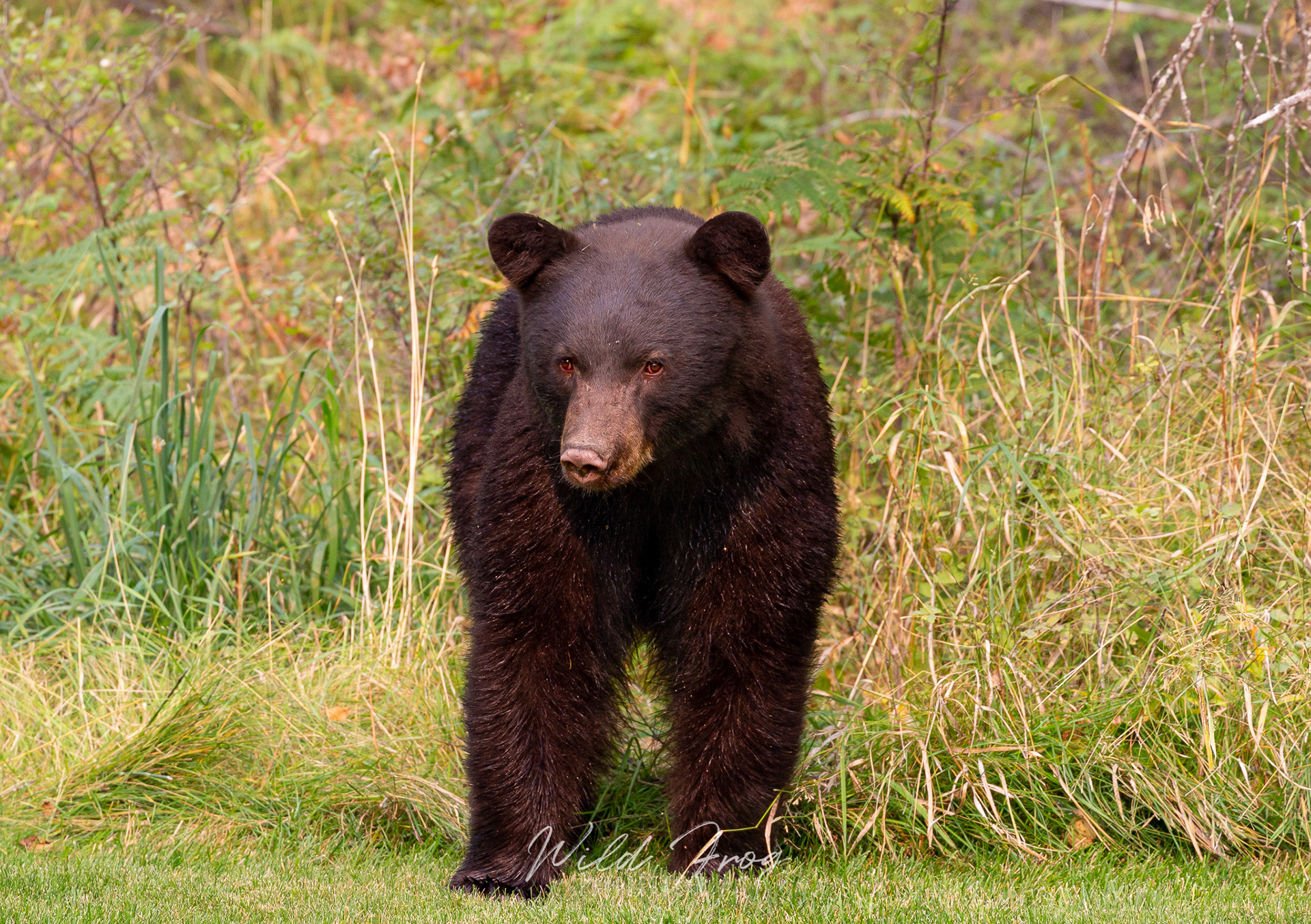Black bear Flathead Lake Montana