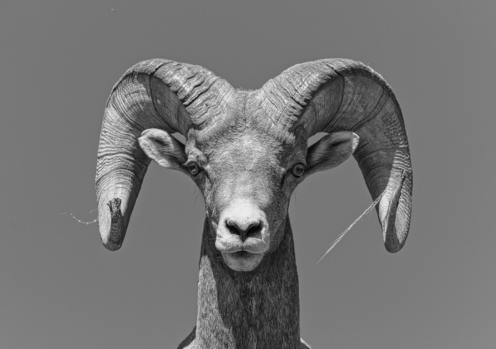 Big Horn Sheep