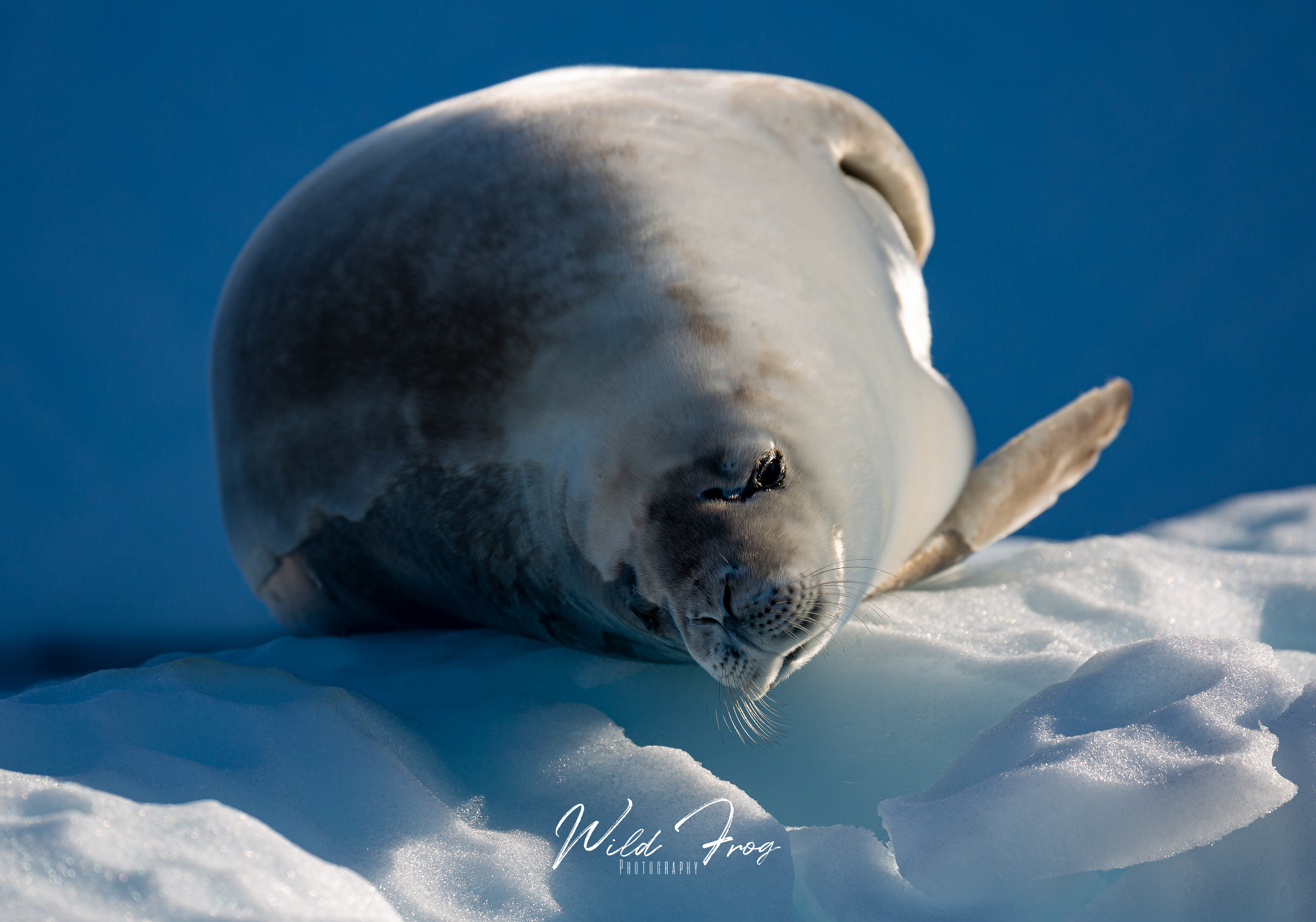 Crabeater Seal and leopard seal