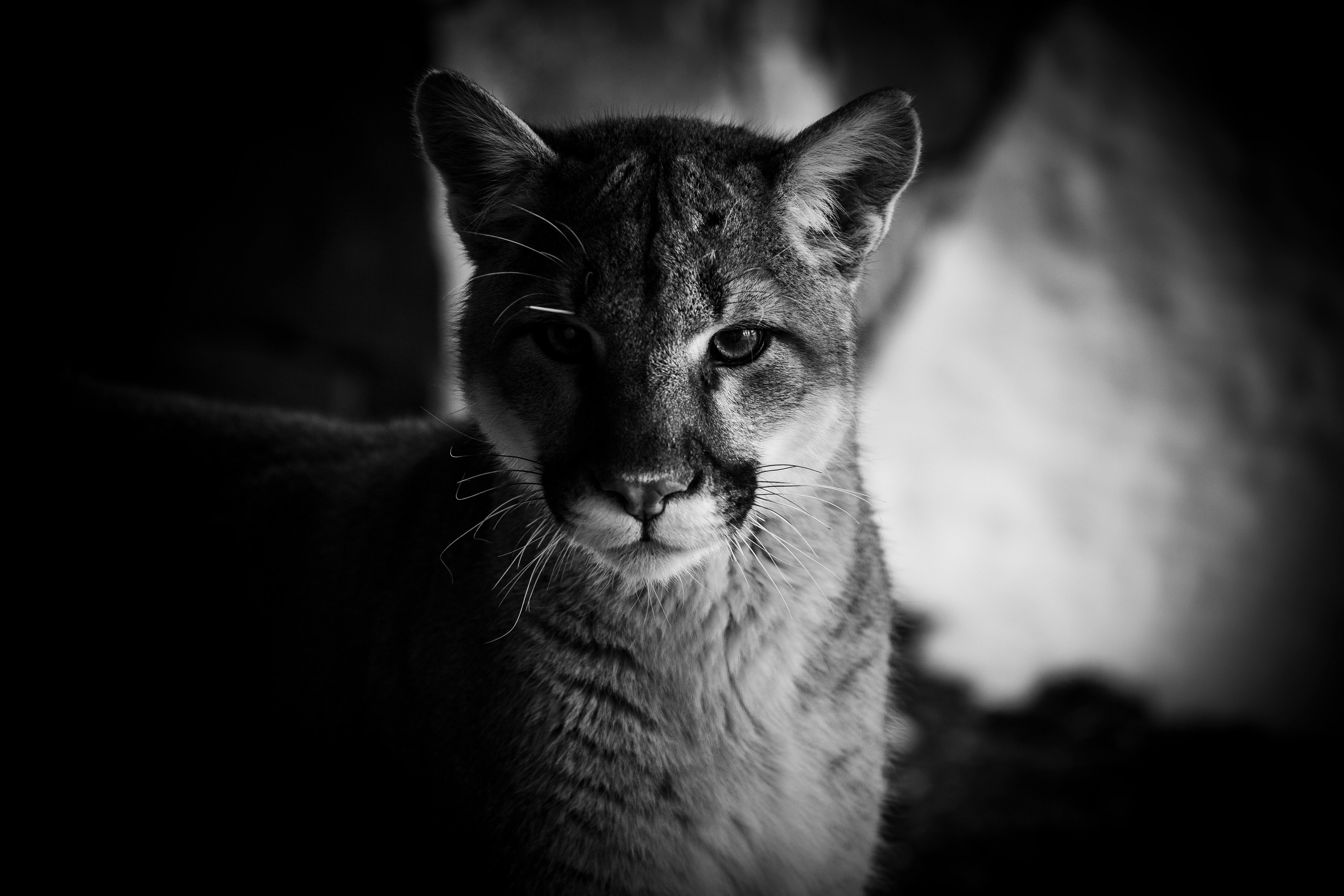 Mountain Lion, Steamboat Springs
