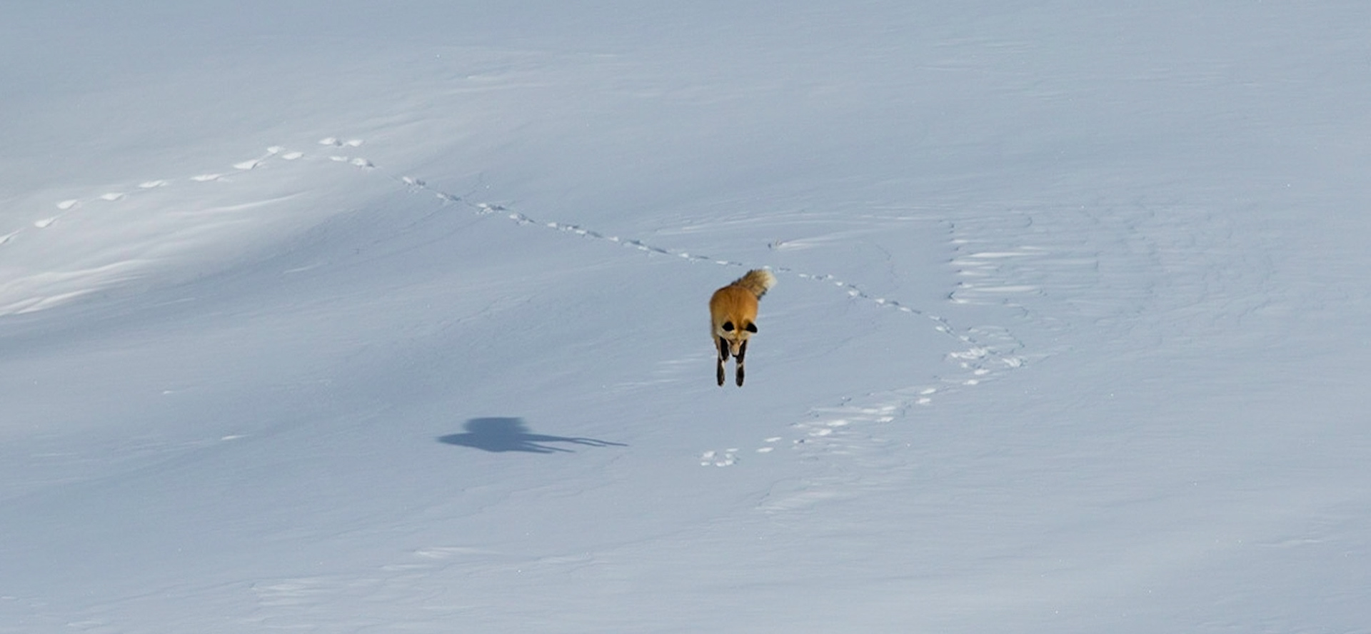 Fox on the Hunt for rodents