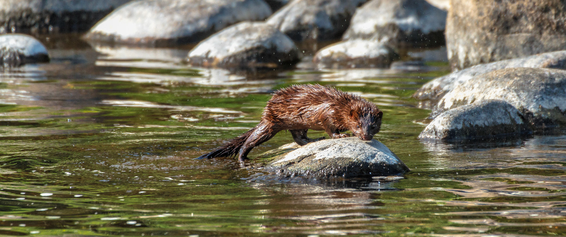 Mink looking for food, Yampa River, Colorado