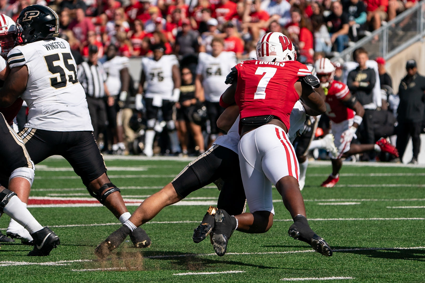 MADISON, WI - OCTOBER 5, 2024: Purdue University Senior Quaterback Hudson Card (1) gettingnsacked from behind by University of Wisconsin Redshirt Senior LB Jaheim Thomas (7) during the Purdue University Boilermakers at University of Wisconsin Badger Football game at Camp Randall Stadium(Photo by Steve Bowen / NISports Report)