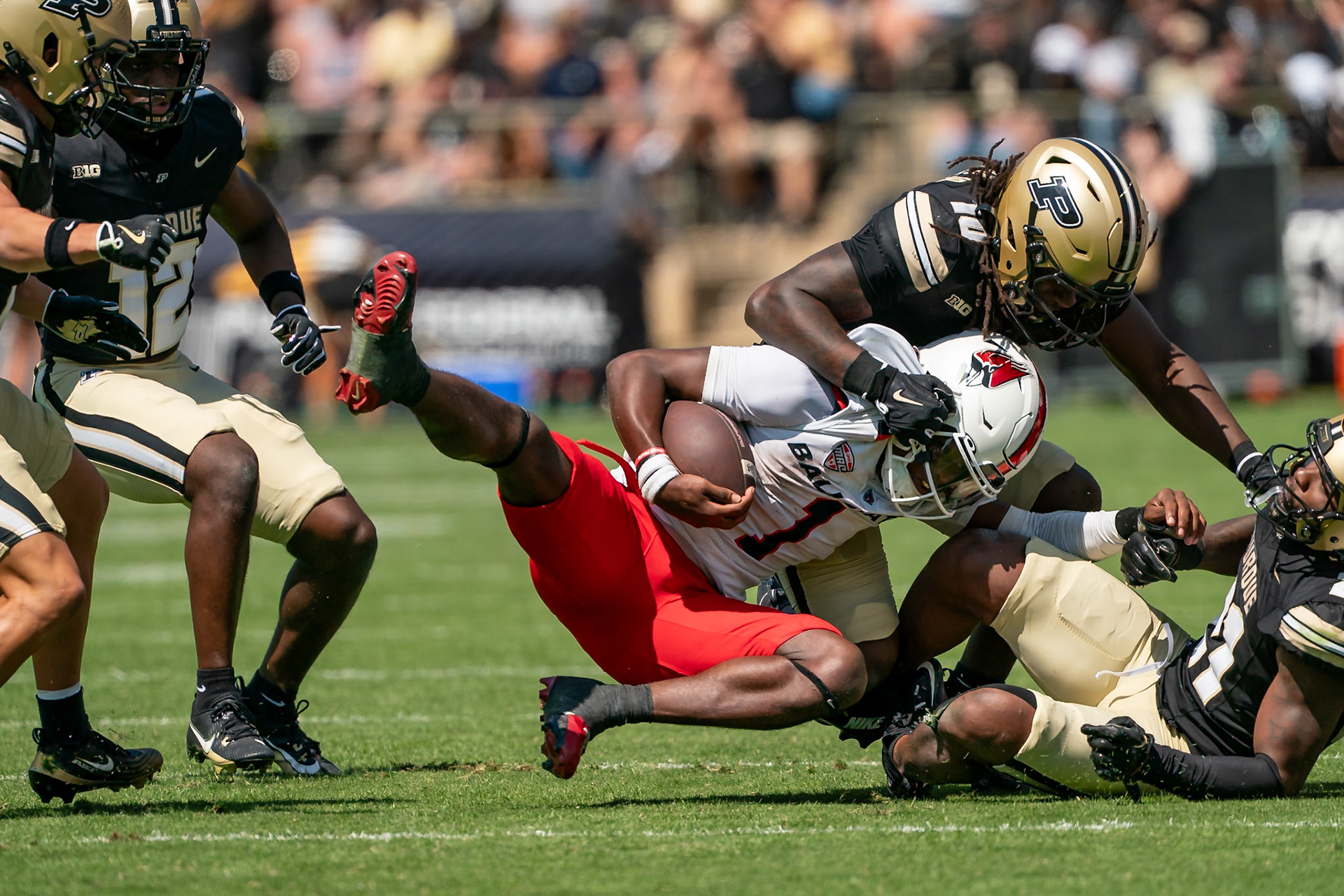 WEST LAFAYETTE, IN - AUGUST 30, 2025: Ball State University R-Sr. QB Kiael Kelly (1) gets thrown to the ground by Purdue University Junior Linebacker Alex Sanford Jr. (10) at Purdue Boilermaker Football vs Ball State Football at Ross-Ade Stadium(Photo by Steve Bowen / Northern Indiana Sports Report)