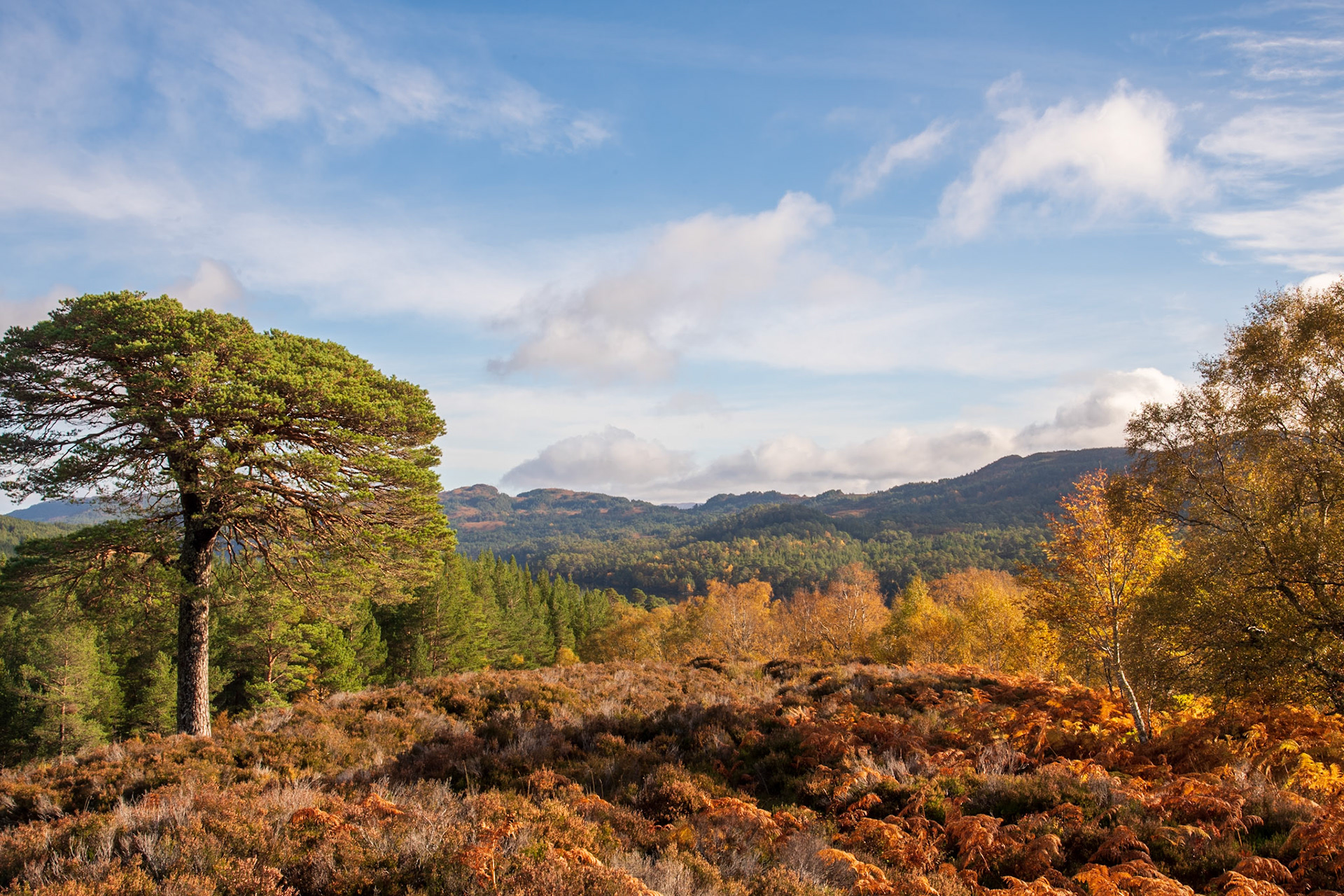 Glen Affric