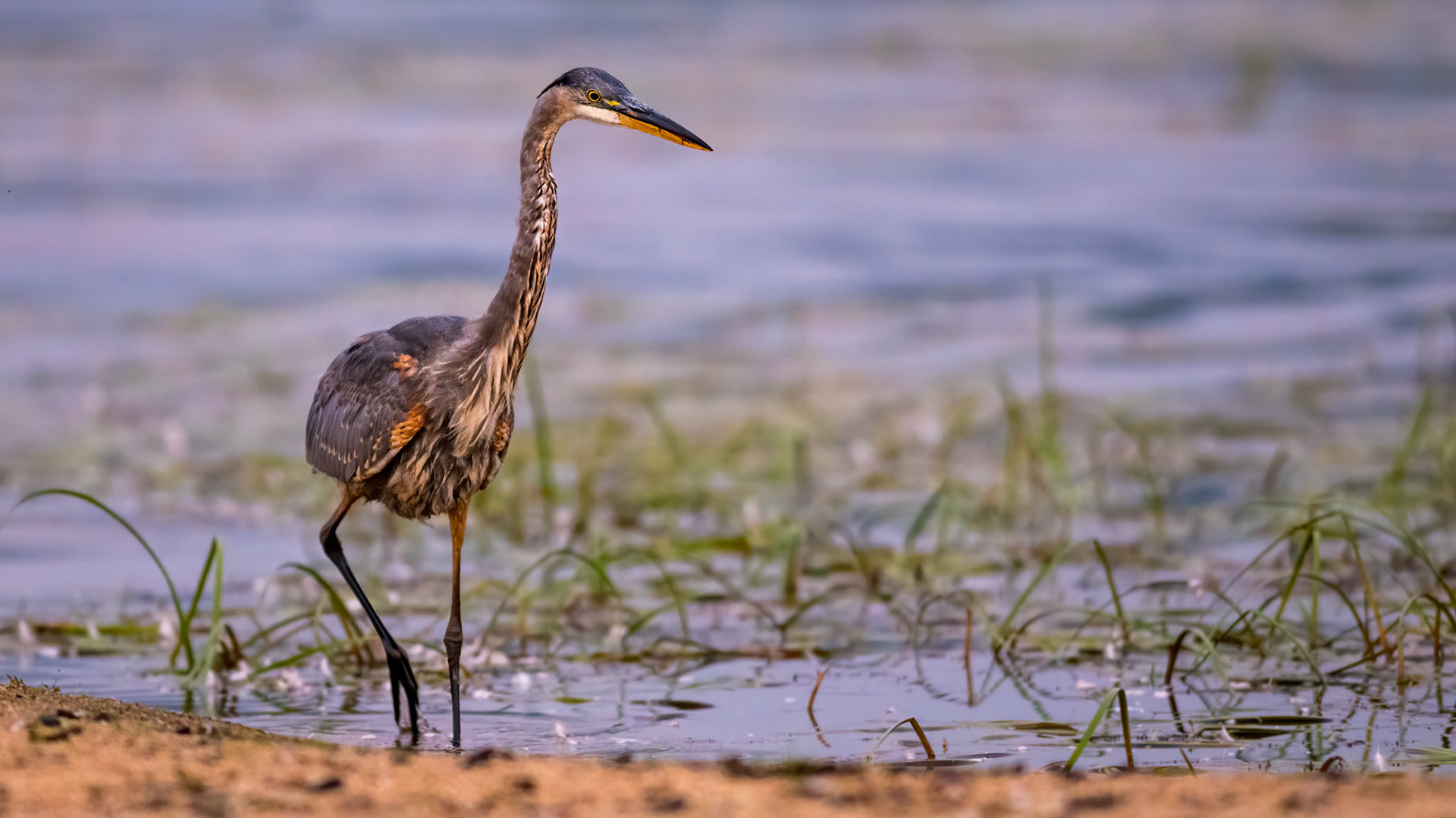 Great Blue Heron in Purple Light